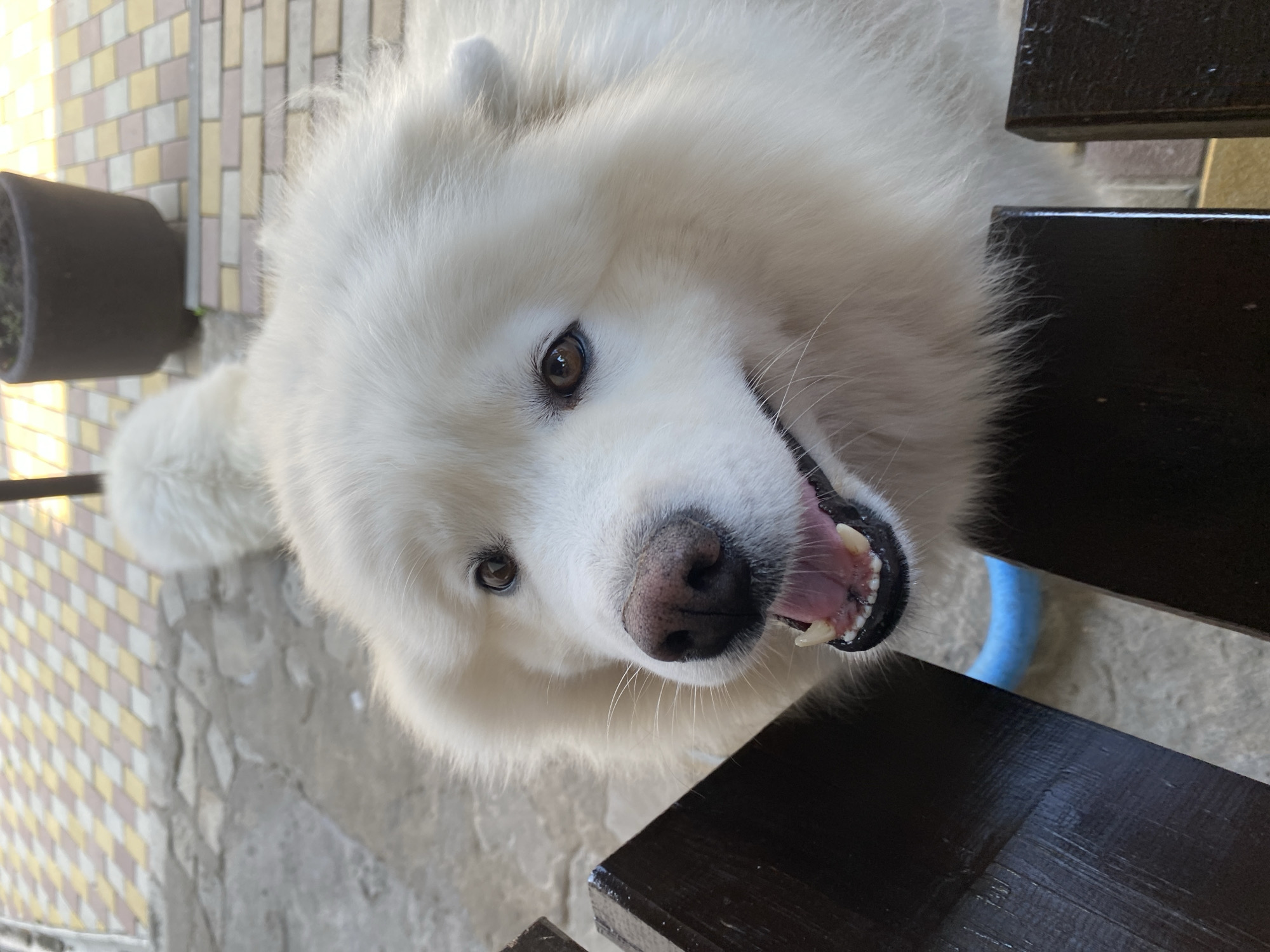 Samoyed takes it easy on a concrete surface