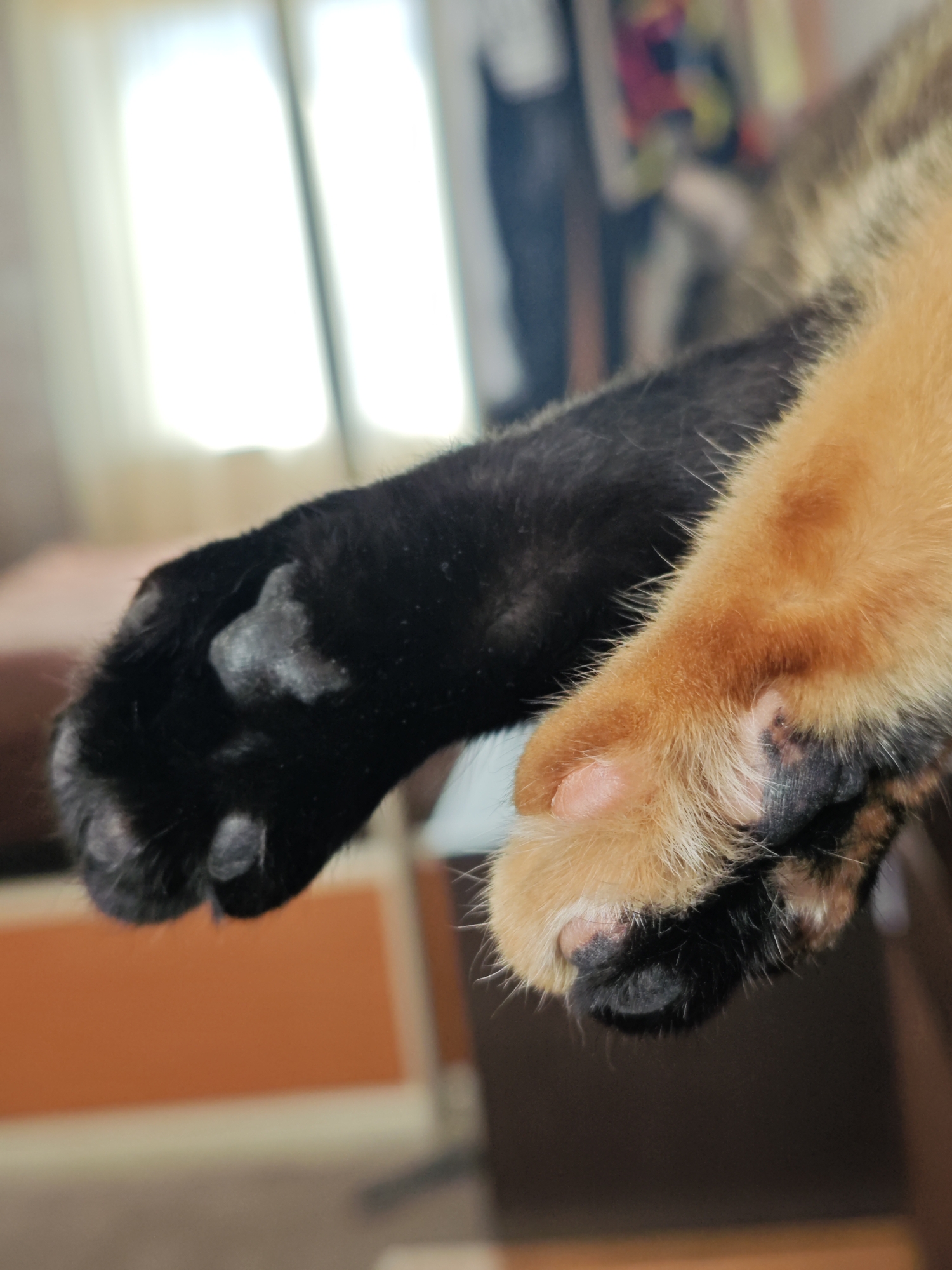 Cat's paws photographed in close-up in Samara