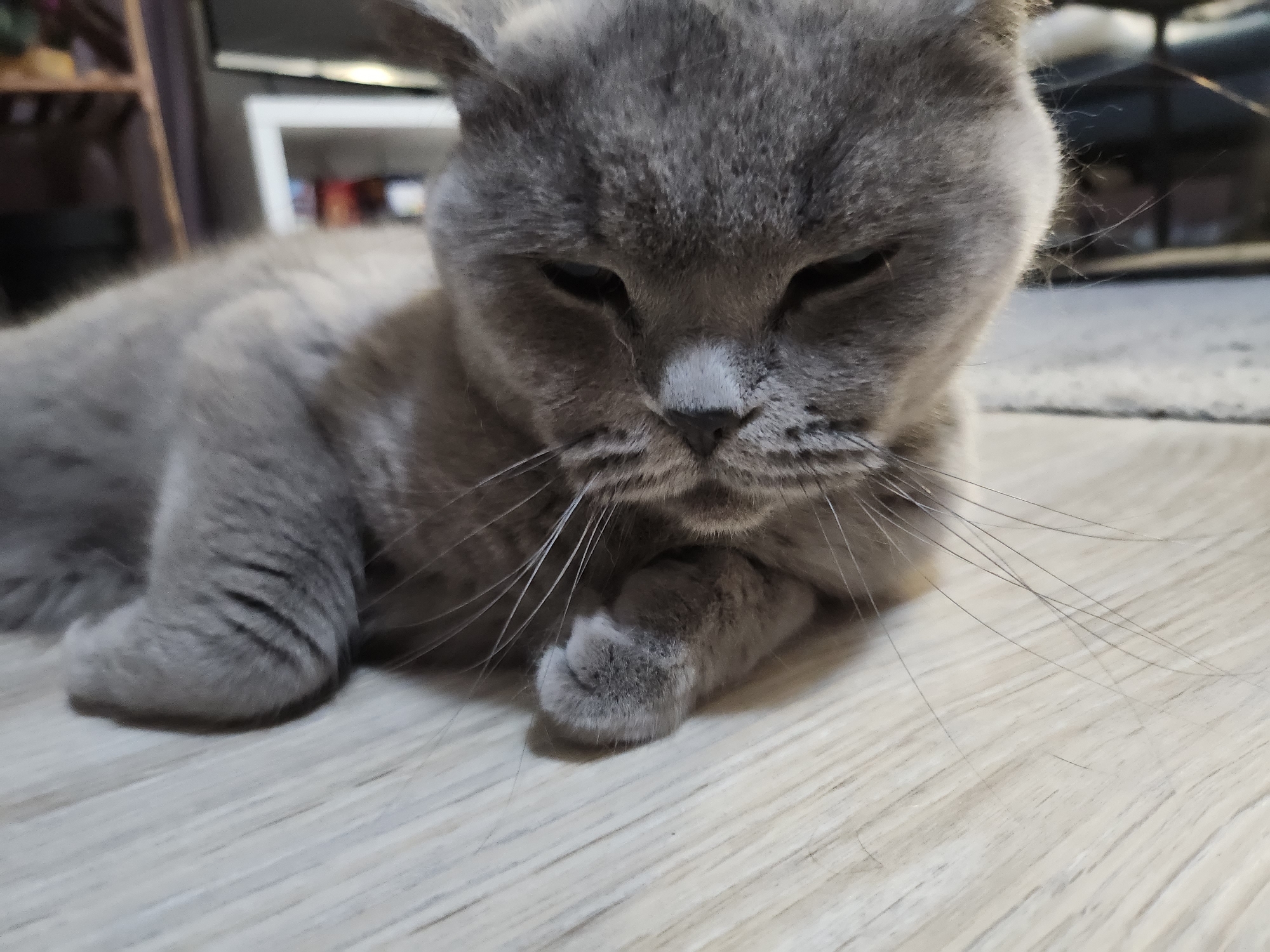Grey cat's evening routine around a Tsarevo home