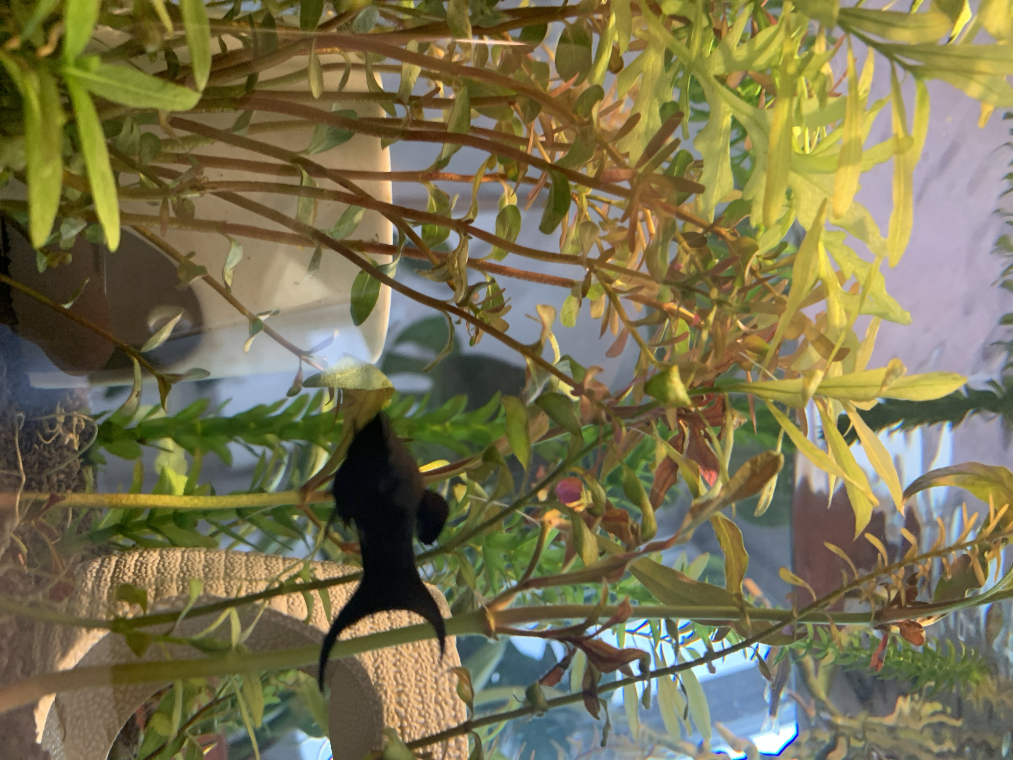 Home aquarium with tropical fish observed in Sofia