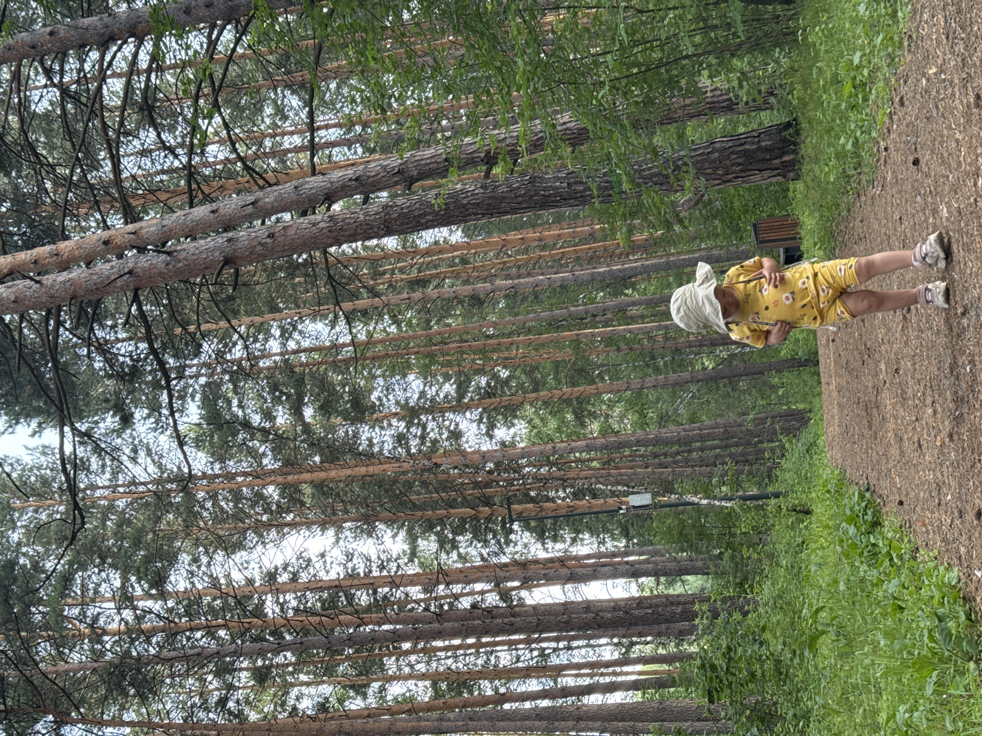 Toddler exploring a pine forest park in Krasnoyarsk