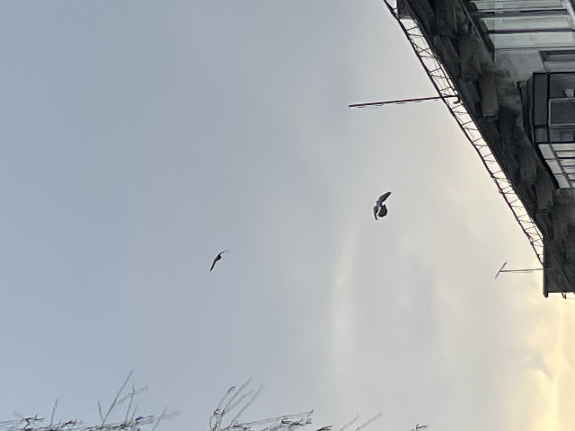 Birds fly over snowy Chaikovsky, Russia in spring