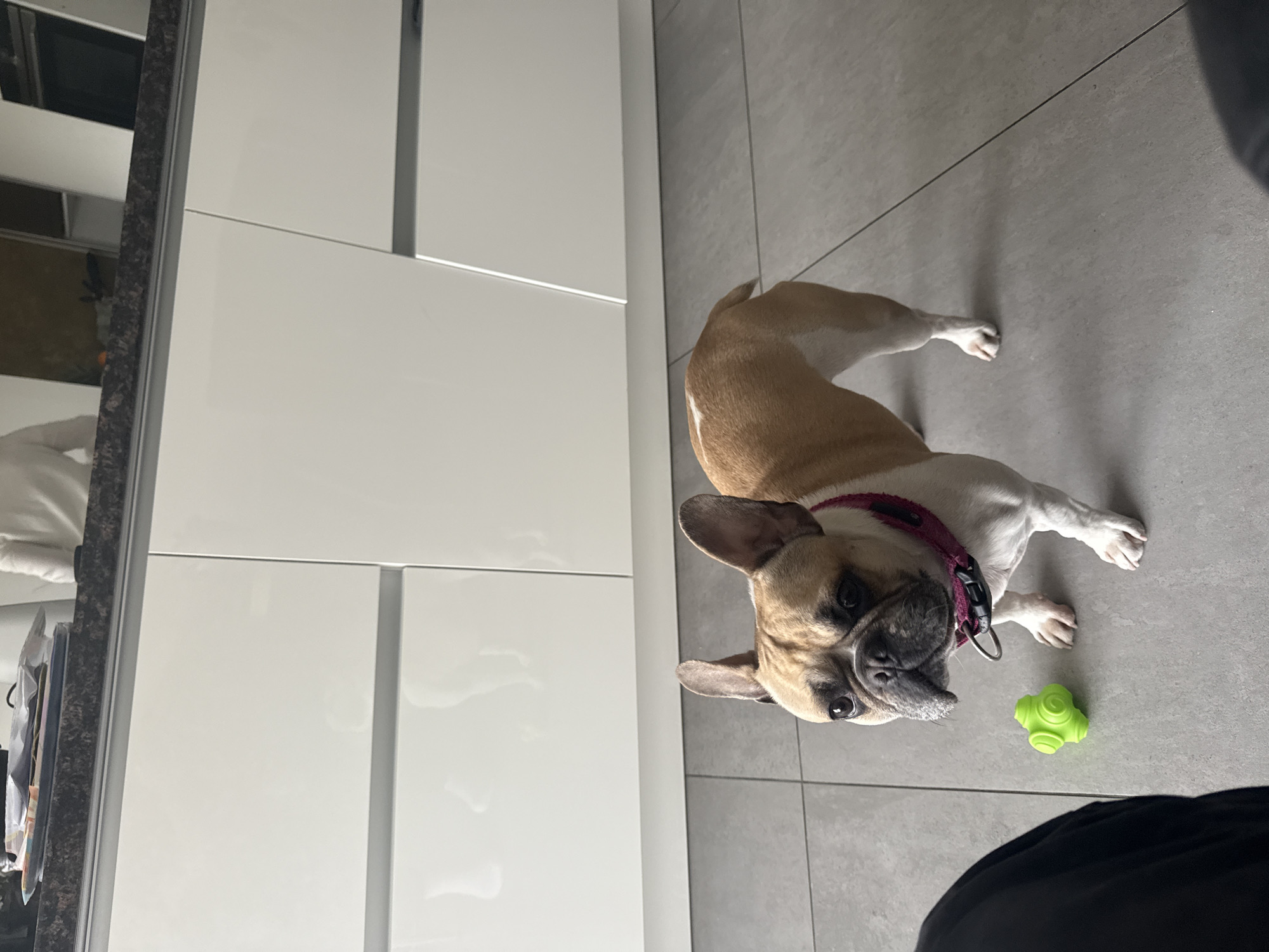 French Bulldog rests on kitchen floor beside cabinet
