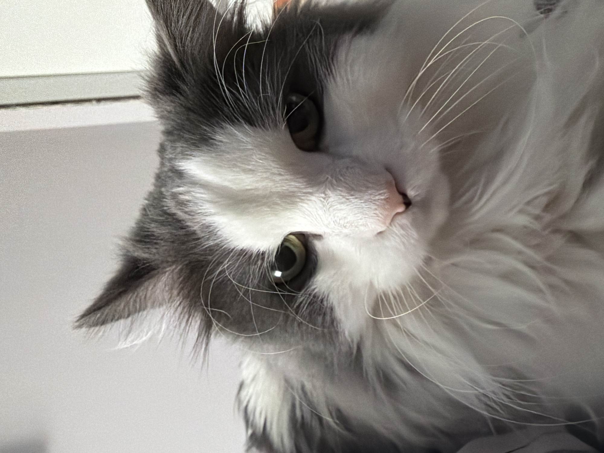 Gray and white cat photographed in Chaikovsky, Russia