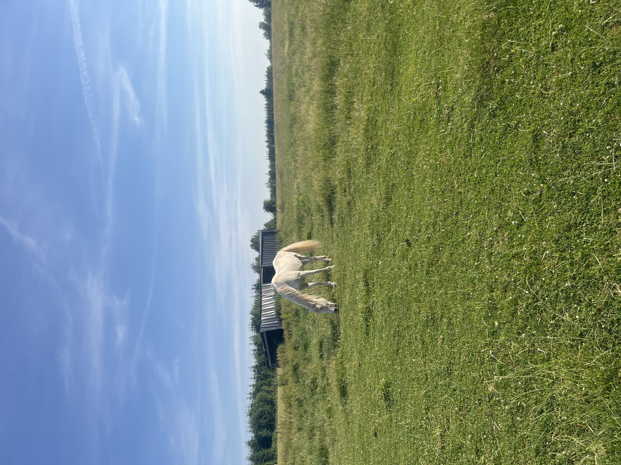 White horse grazing near a stone grill in a rural meadow