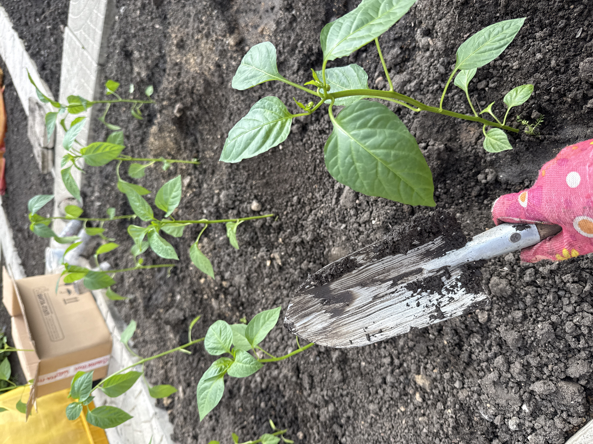 Nighttime pepper planting documented in Sukhobuzimskoye garden