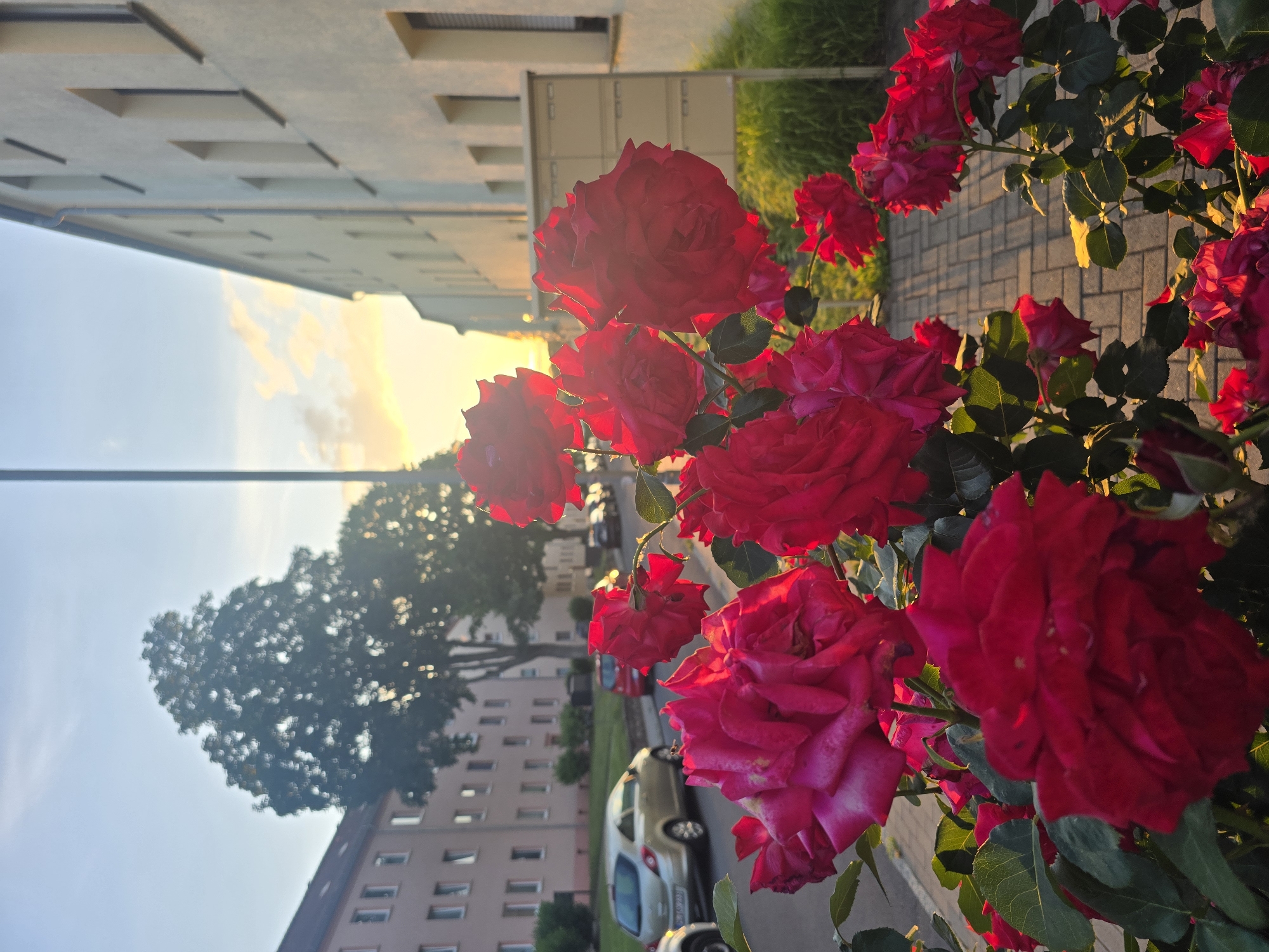 Red roses bloom in golden hour sunlight on residential street