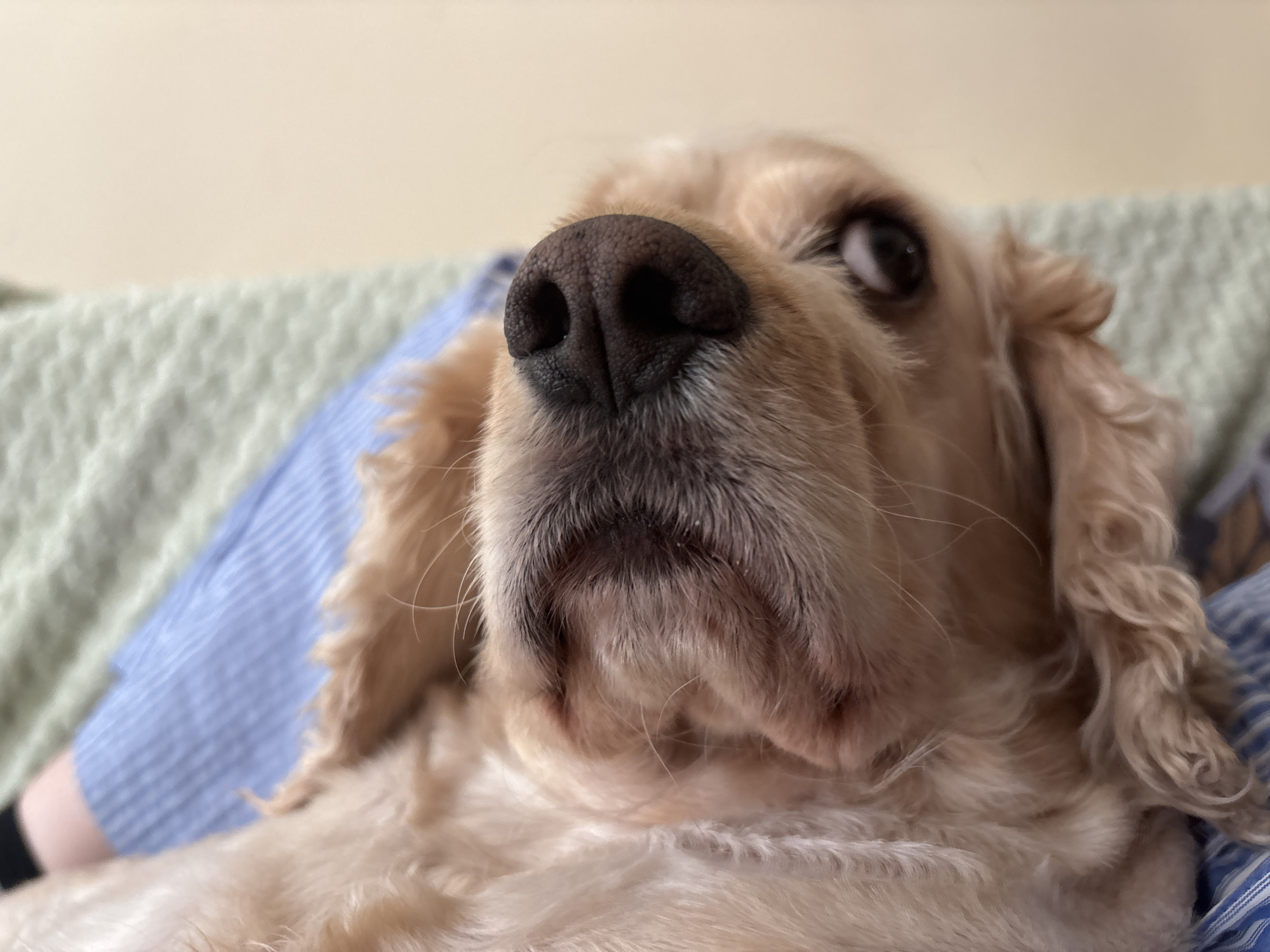 Cocker Spaniel chills on striped fabric, camera gets very close