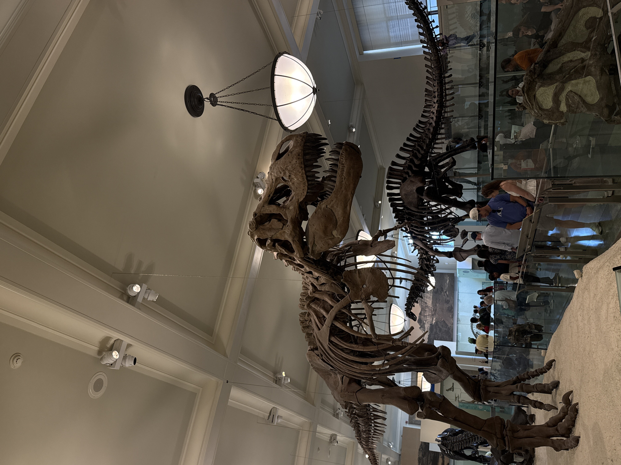 Evening museum visit captures dinosaur, whale, meteorite exhibits