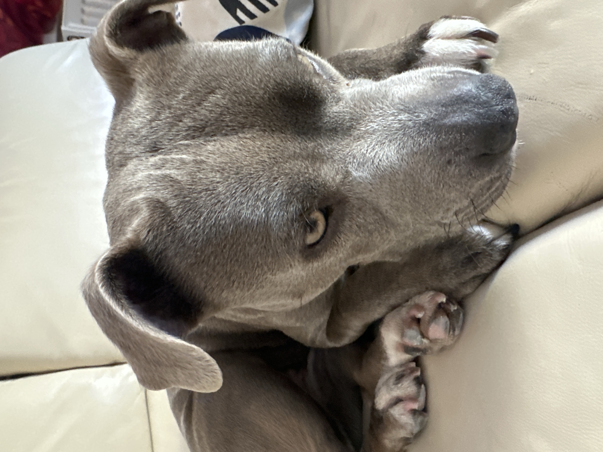 Gray pit bull rests on leather couch in Strasbourg