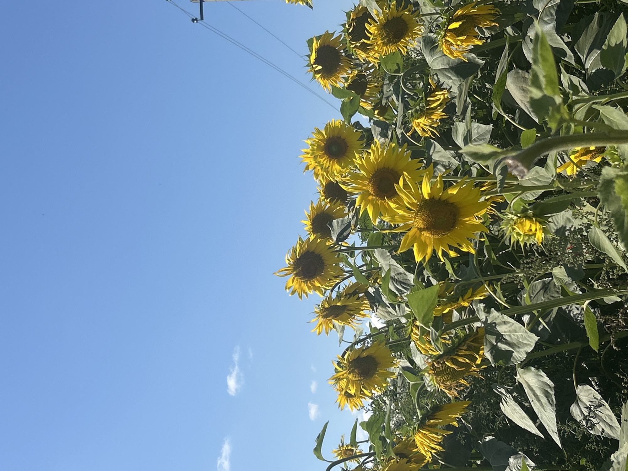 Sunflower field in full bloom, Izh-Boyki, Russia