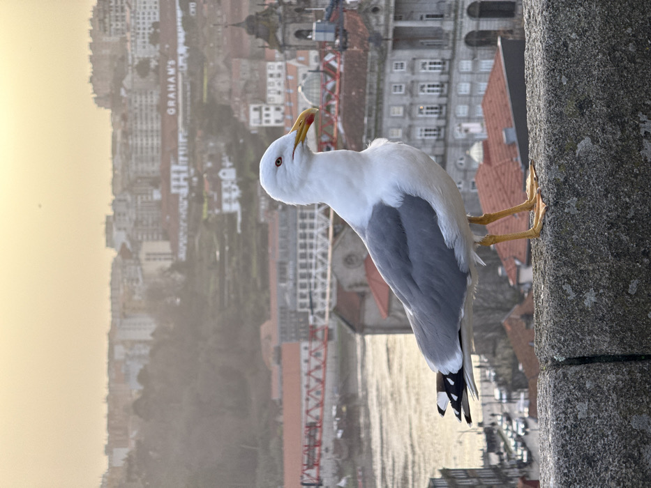 Casual waterfront moments documented across Porto's historic riverside district
