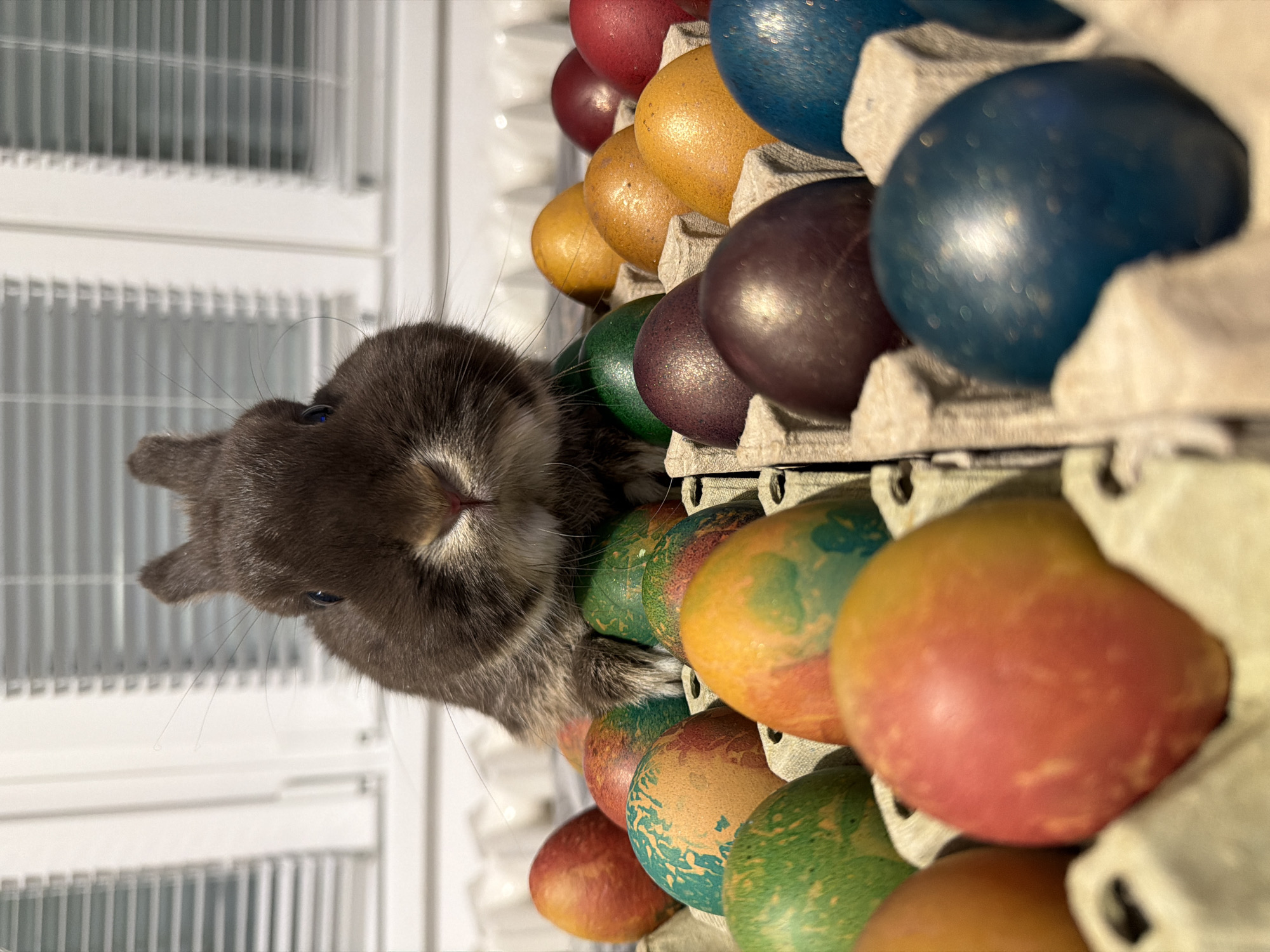 Easter rabbit and mirror selfie captured in Gabrovo