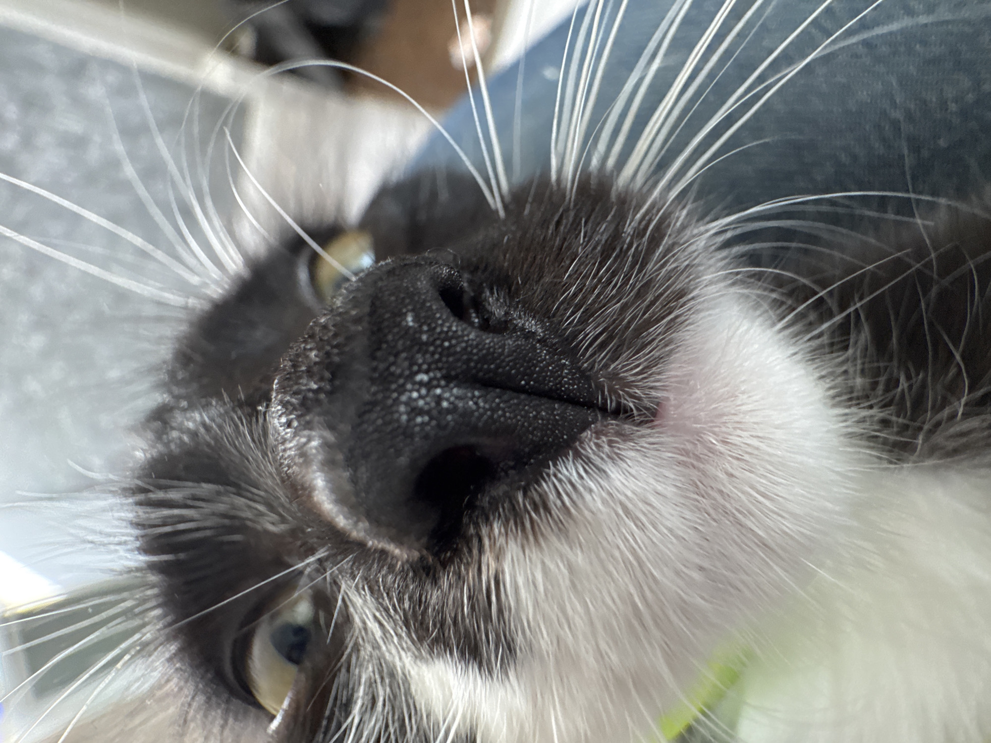 Kitten cuddles and jewelry browsing in a Kempelevo afternoon