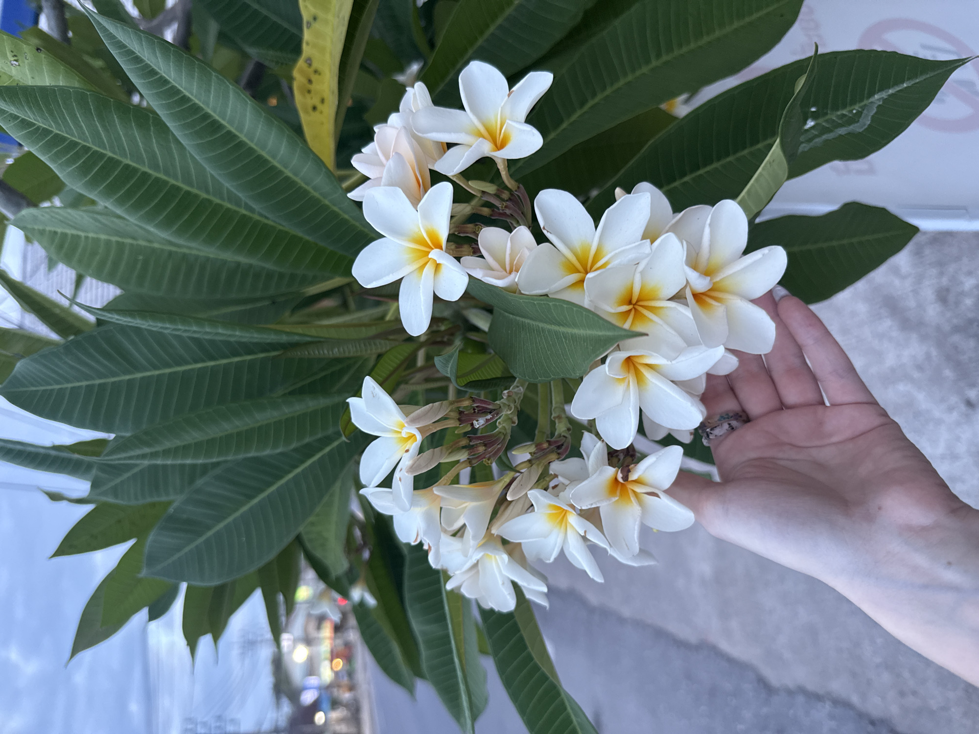 Person touches plumeria flowers in Baan Lamai, Thailand
