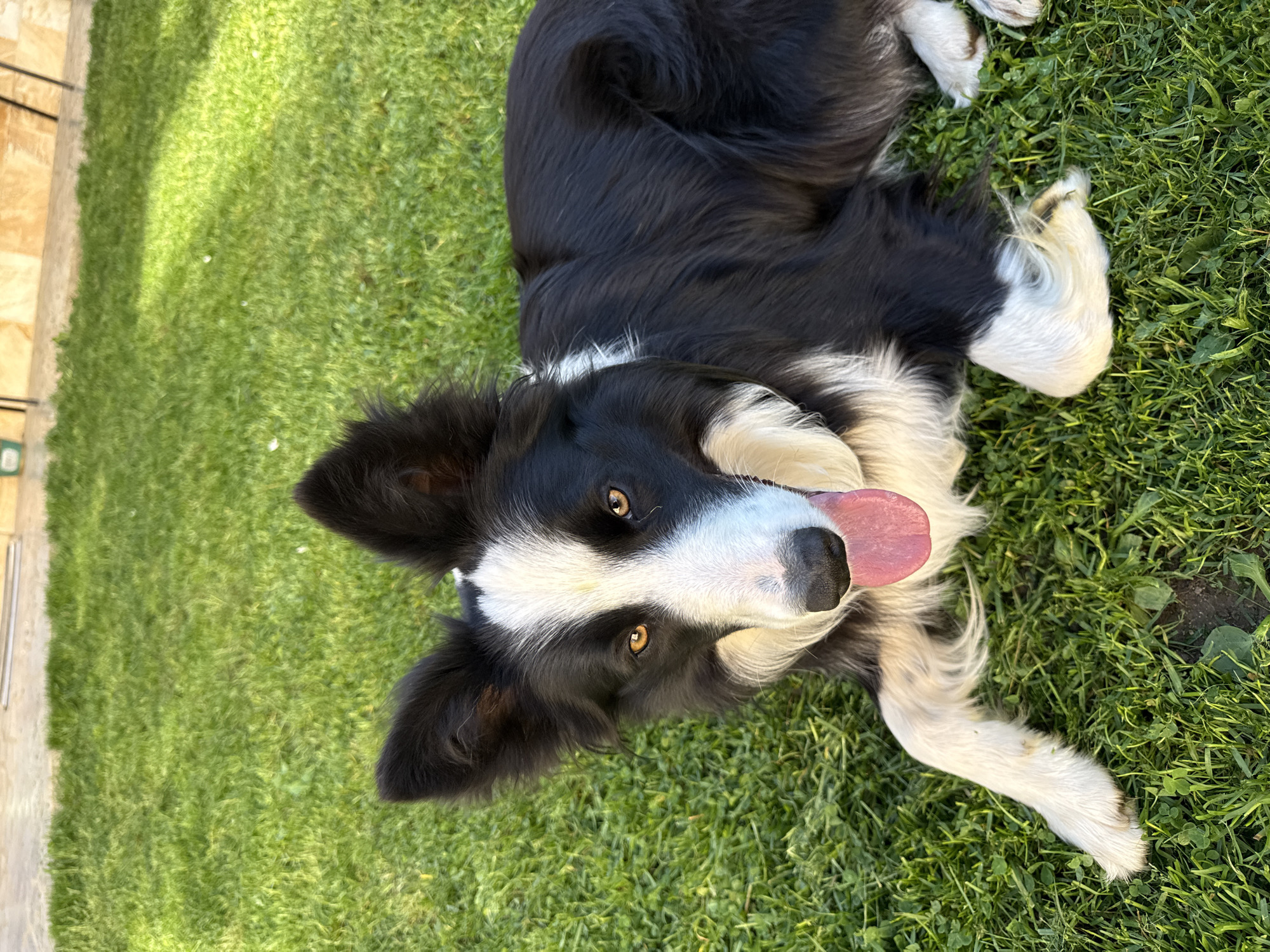 Border Collie relaxes on grass in Bulgarian town