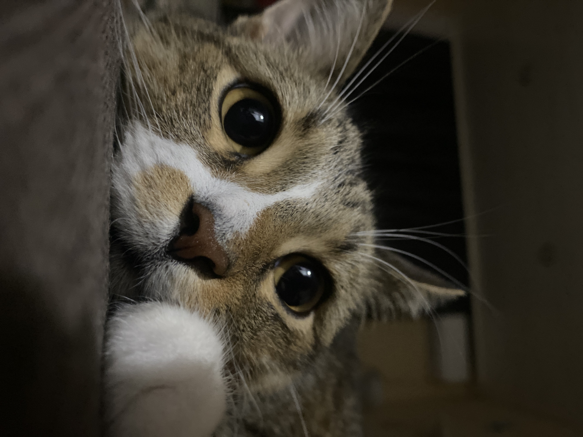 Tabby cat with white patches stares into the camera, Novinki