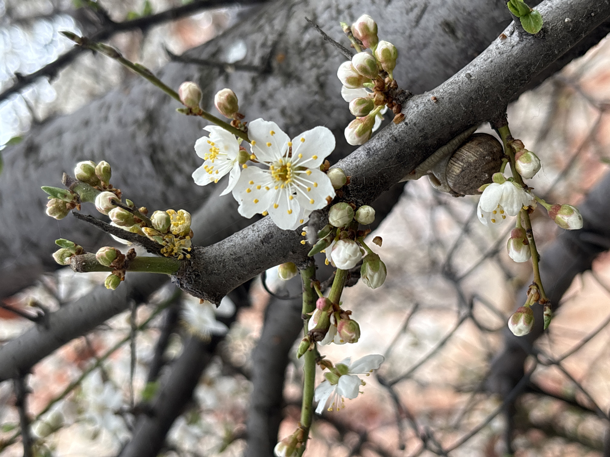 Spring blossoms and vegetation documented across Simferopol, Ukraine