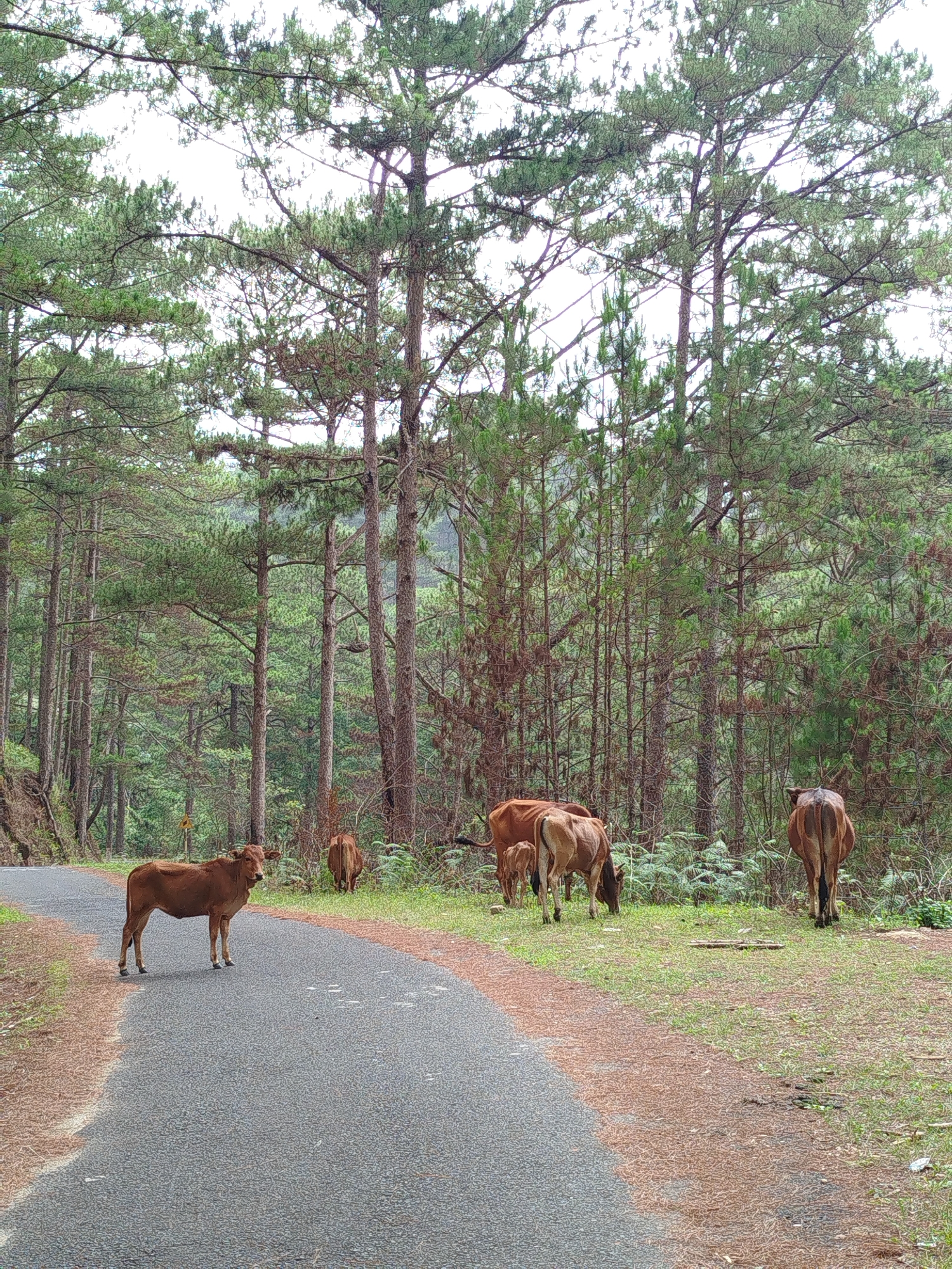 Cows block mountain road in Da Lat pine forest