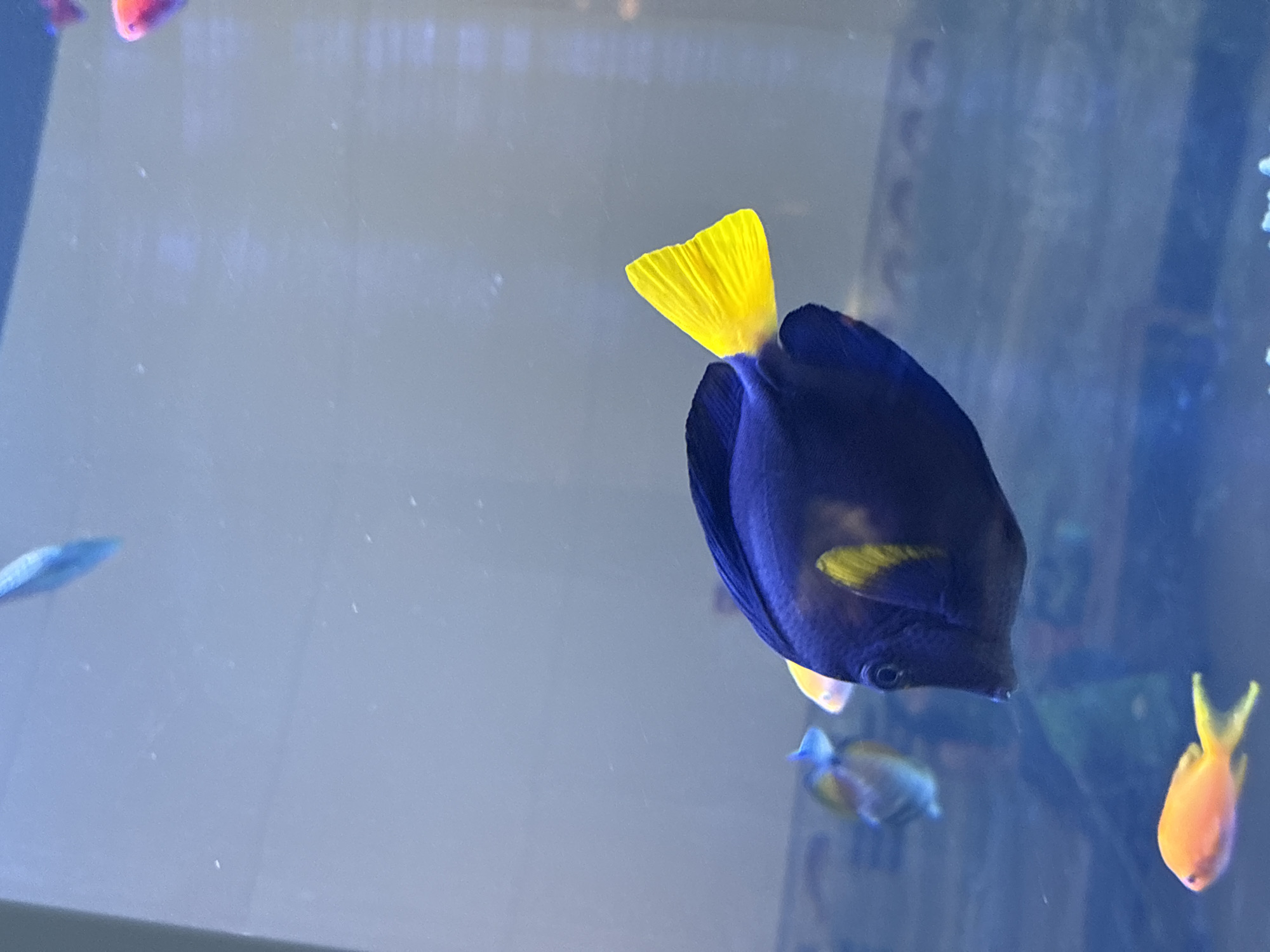 Nighttime aquarium visit captured diverse marine life displays in Chicago