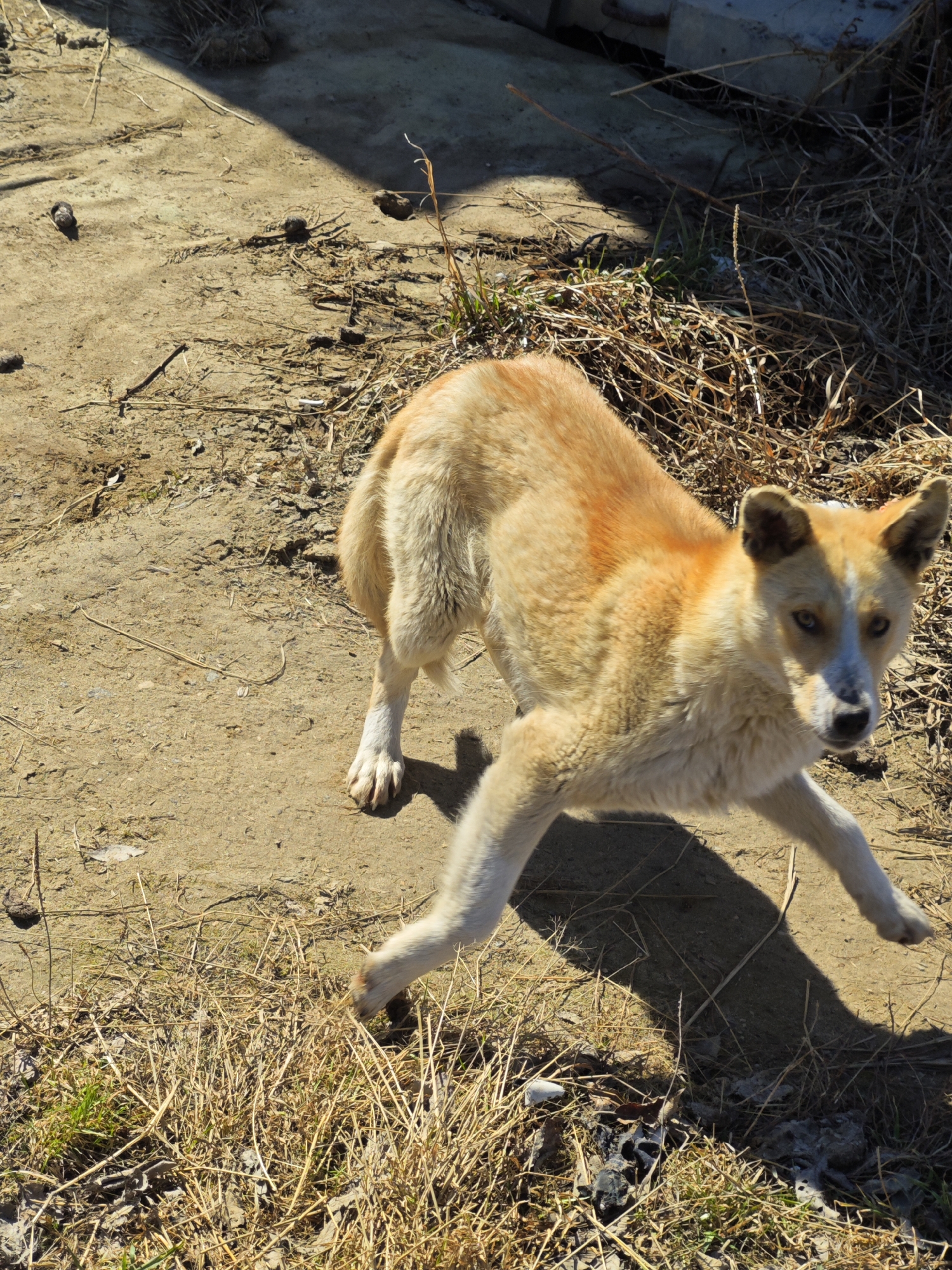 Stray dog observed feeding in debris-filled Russian yard