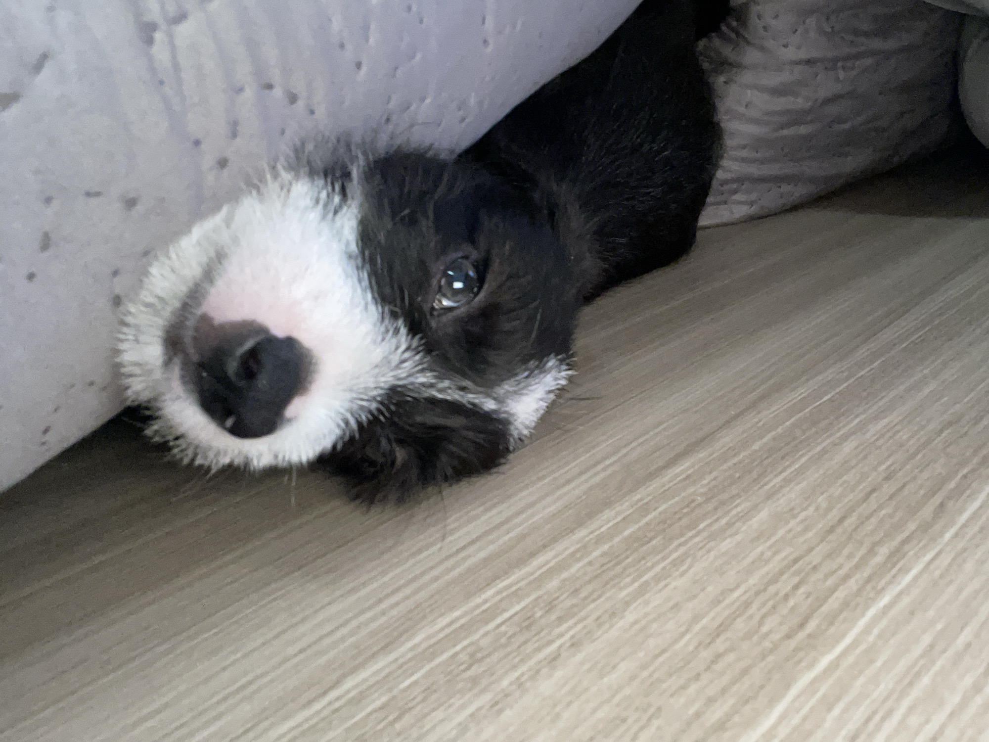 Person and puppy share quiet afternoon moments in Brazil