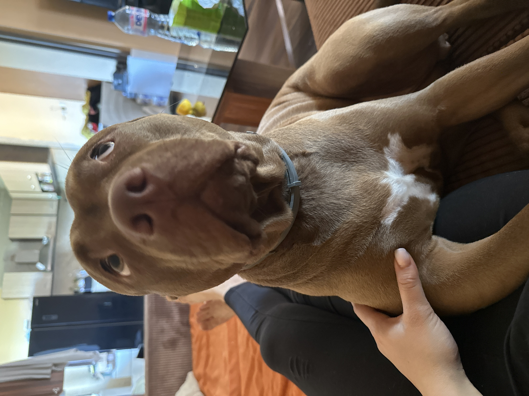 Pit bull-type dog relaxes at home in Malevo, Bulgaria