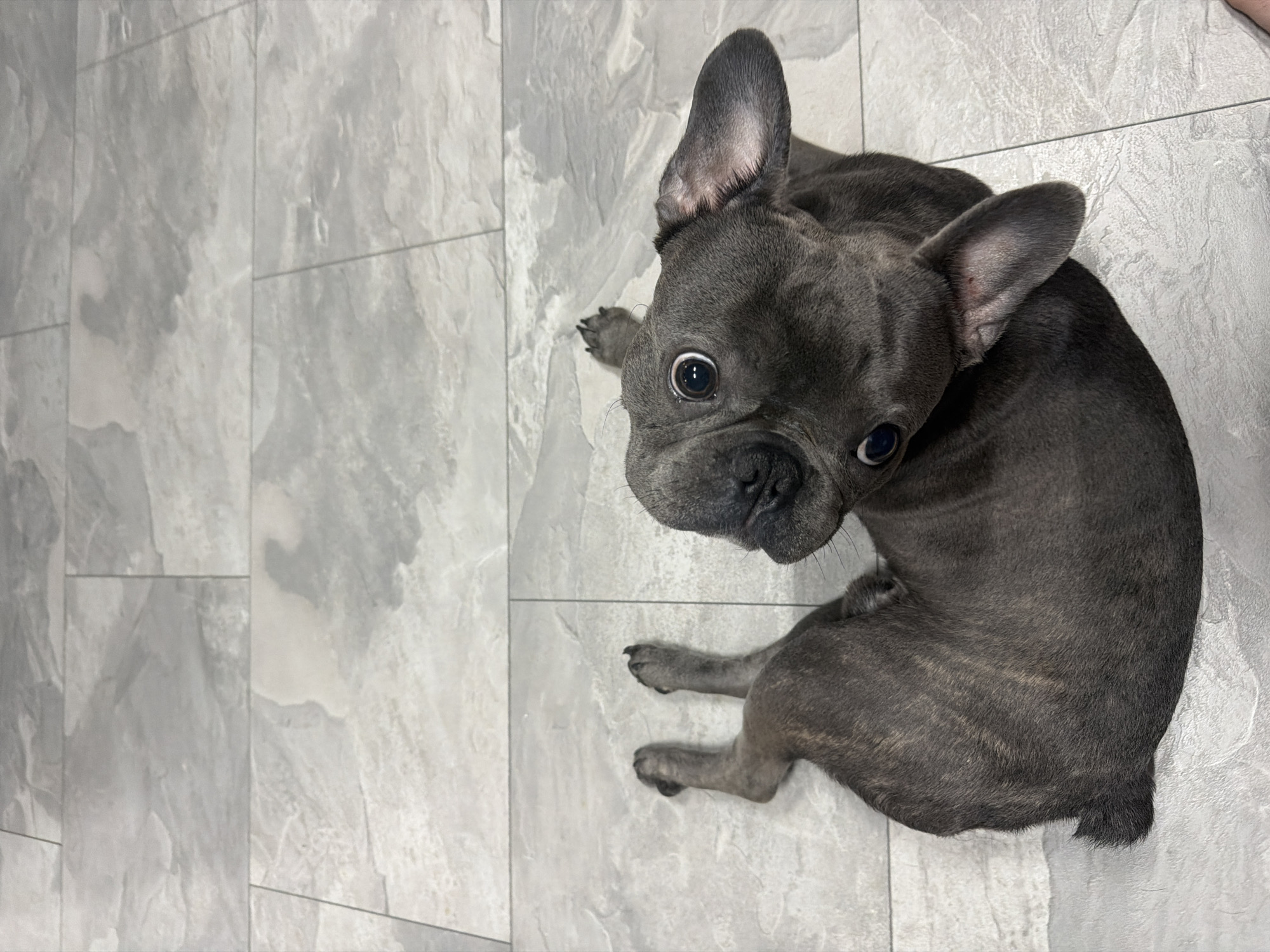 French Bulldog's evening routine captured in Ruse home