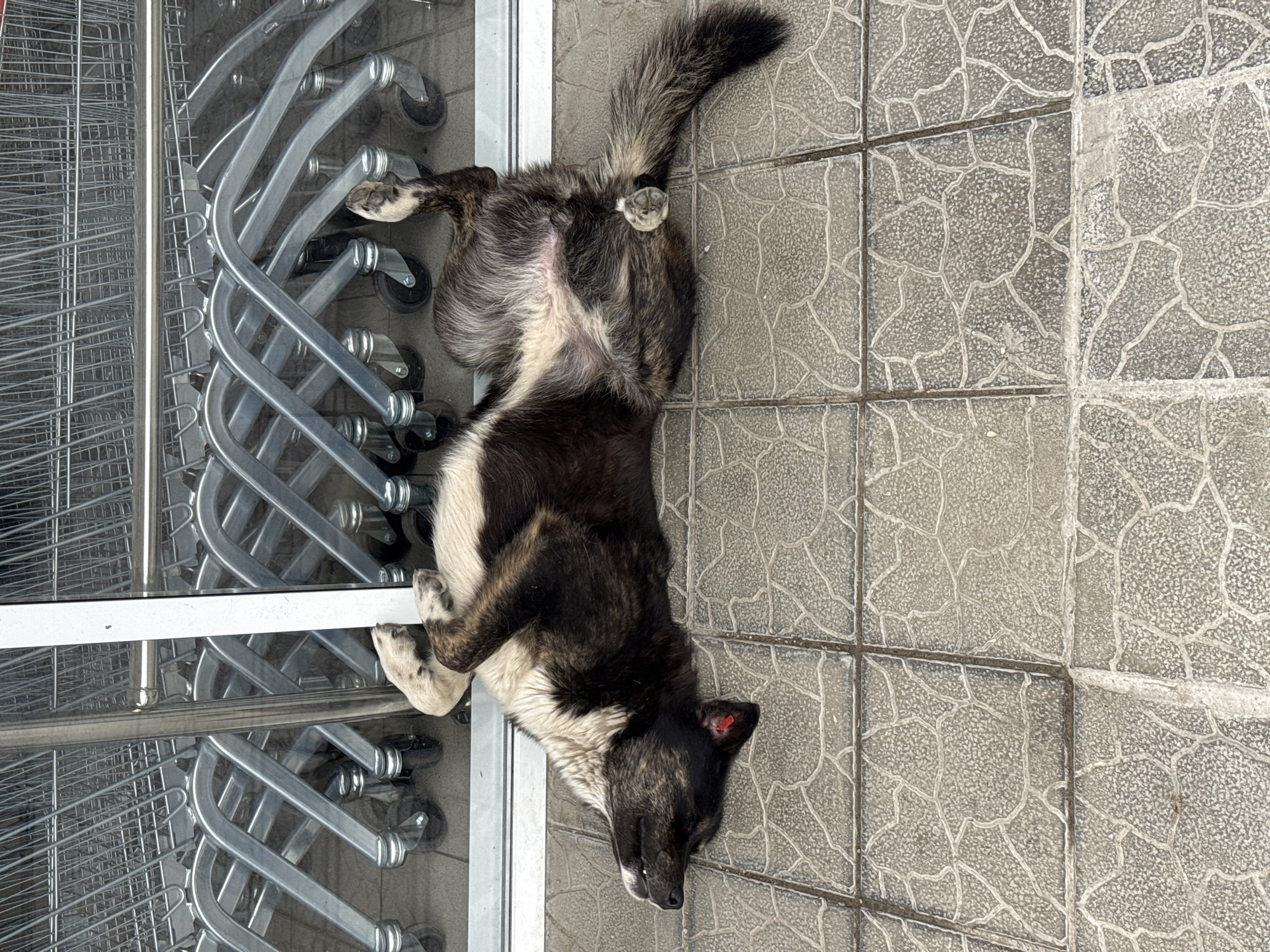 Dog sleeps by shopping carts in Sochi commercial area