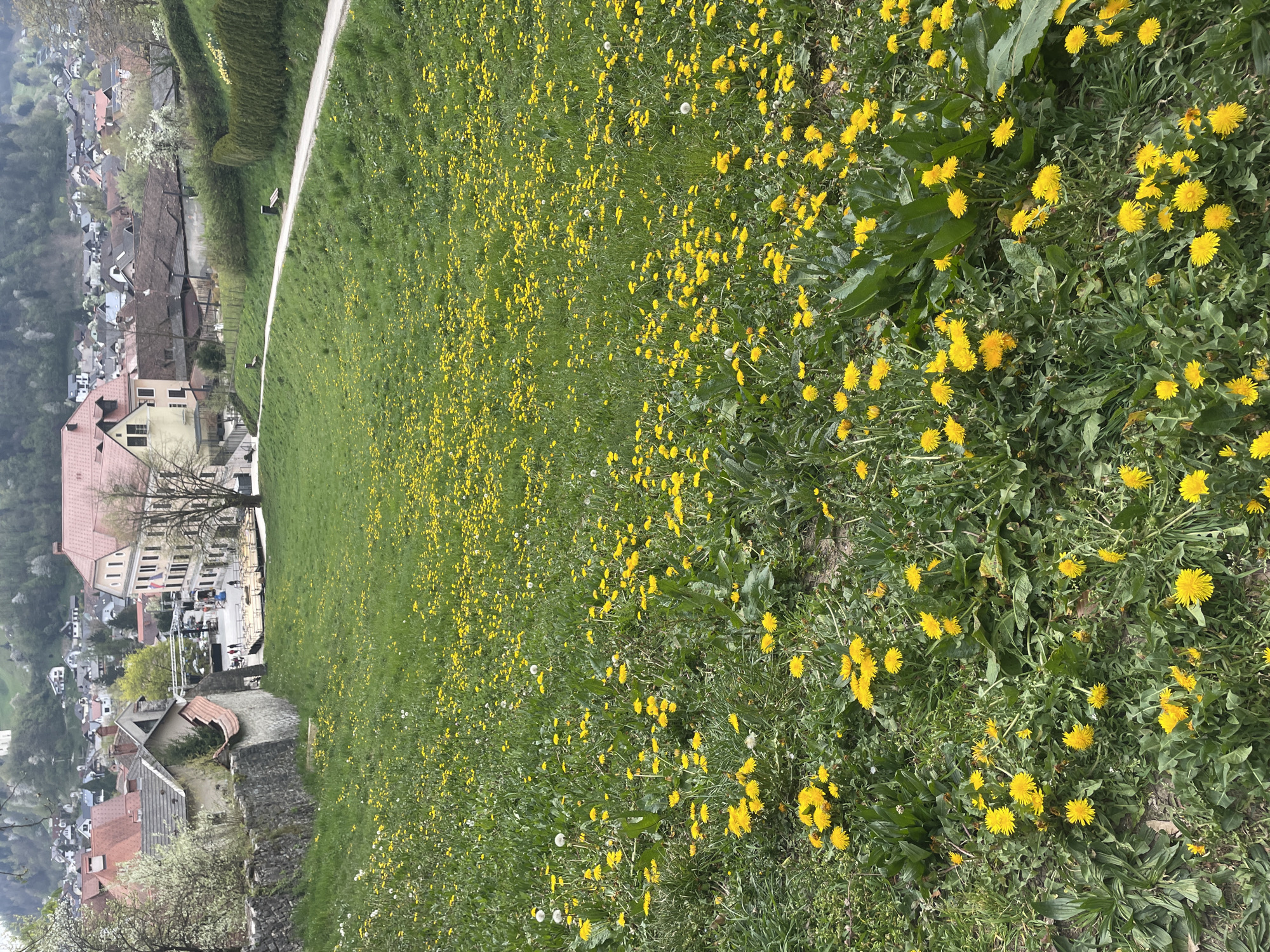 Spring blooms captured in historic Škofja Loka, Slovenia