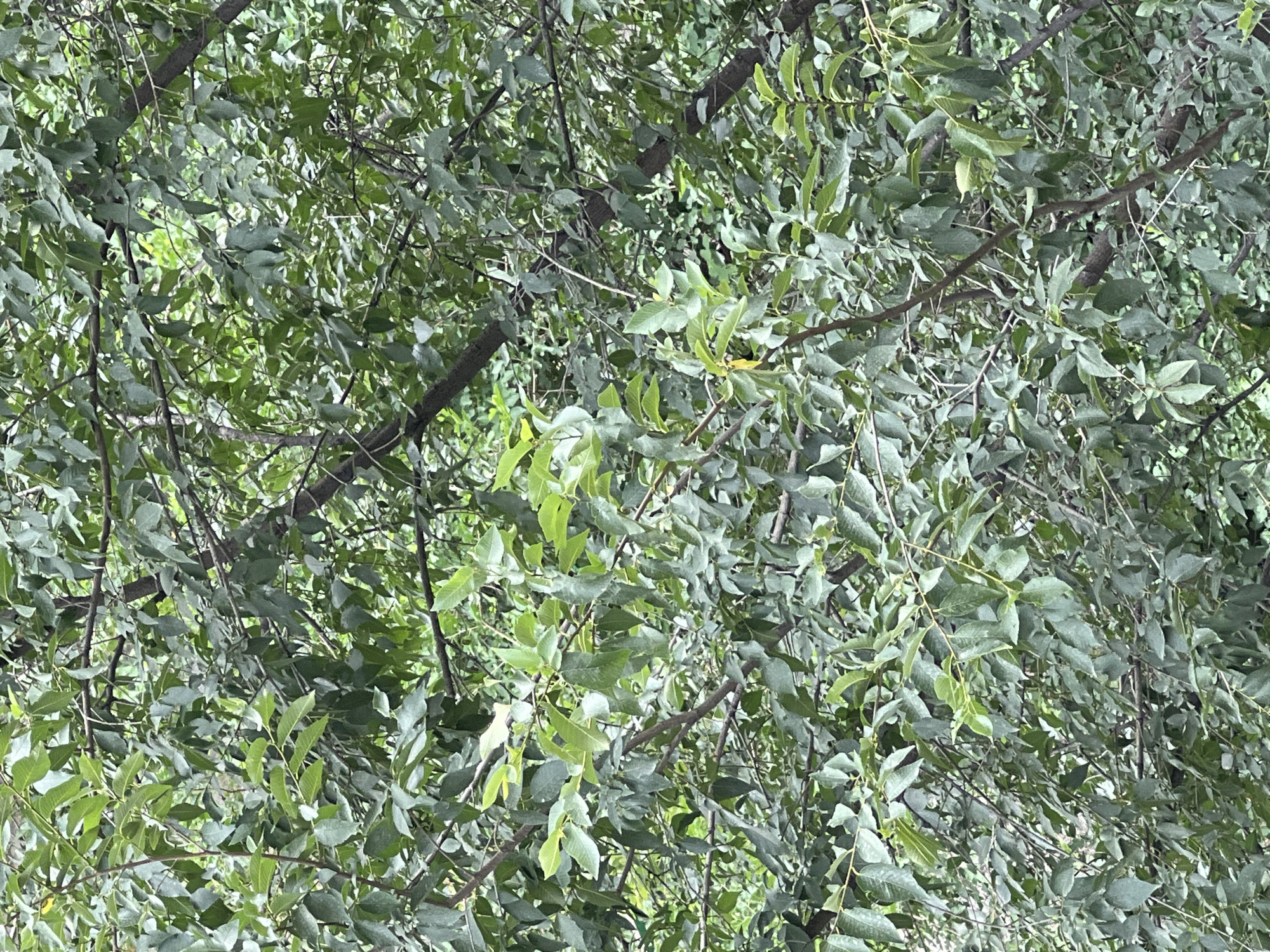 Green scenes from Bishkek — plants, trees, and urban backdrops