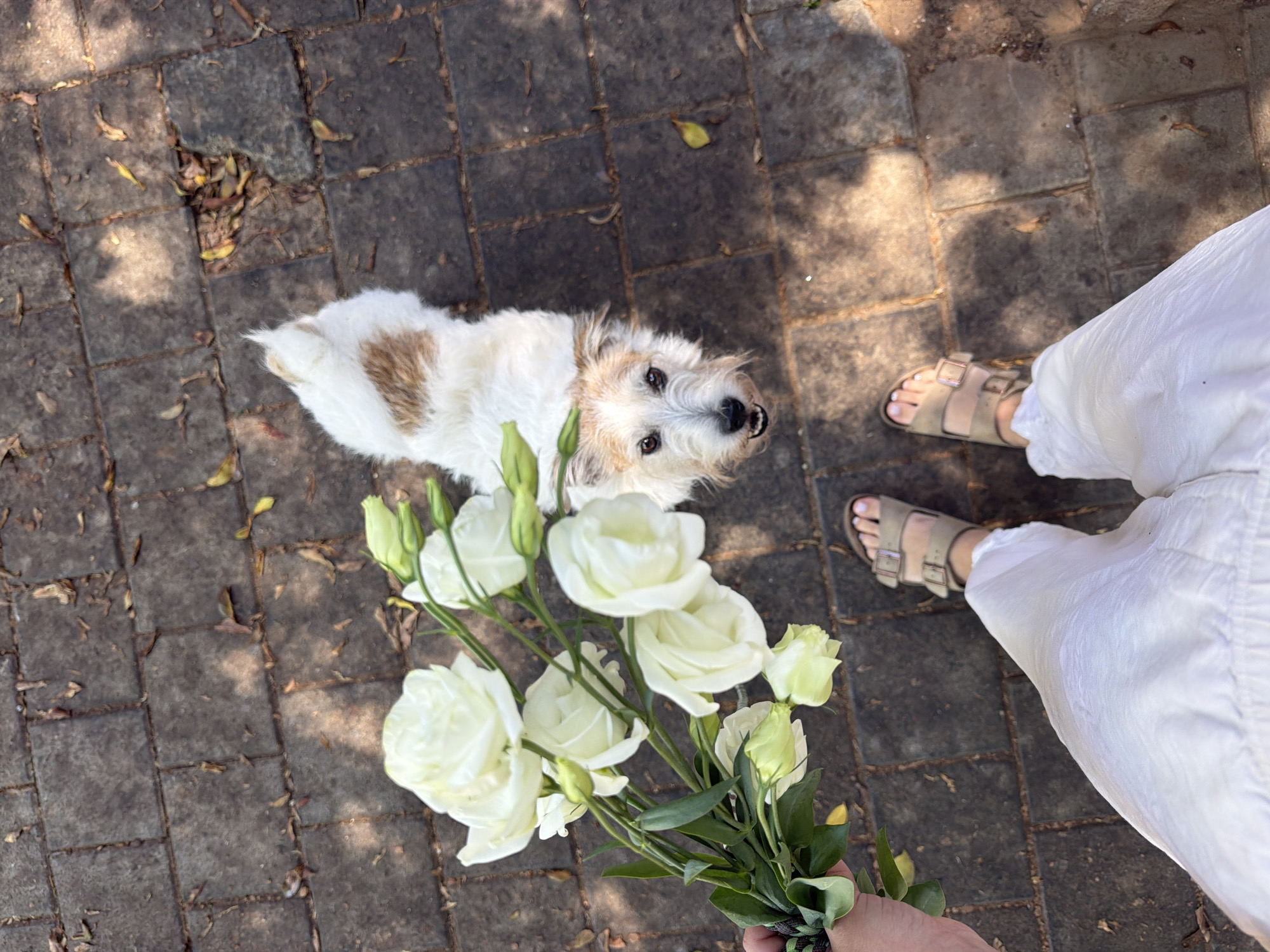 Scruffy dog lounging on a sun-warmed stone path in Tel Aviv