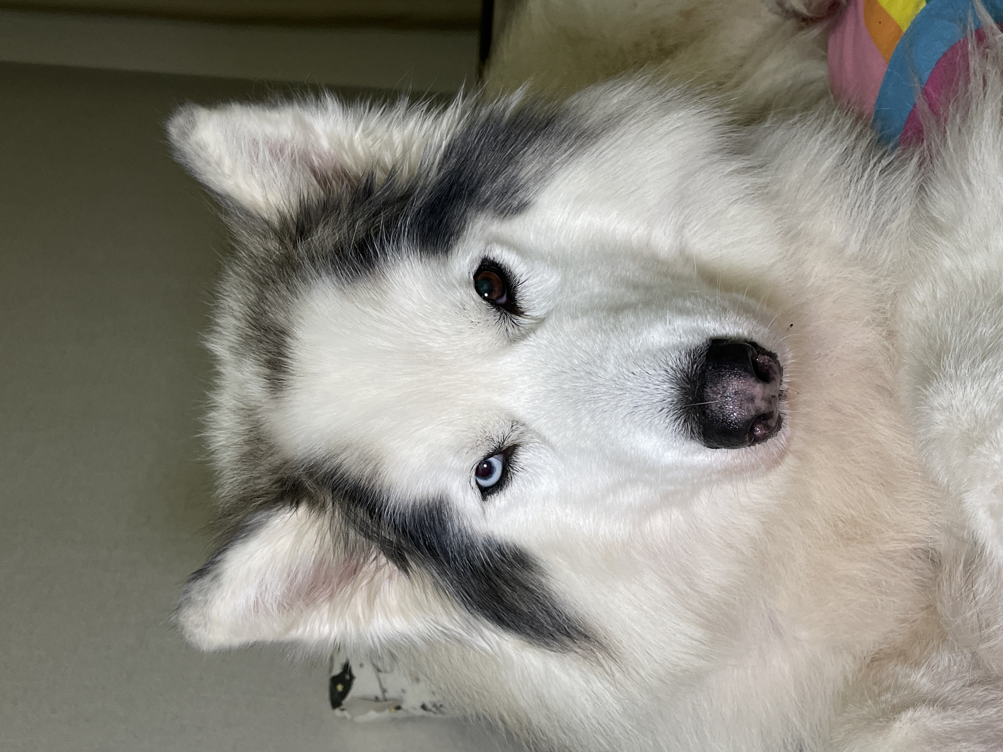 Heterochromatic husky with blue-brown eyes spotted resting in Izhevsk