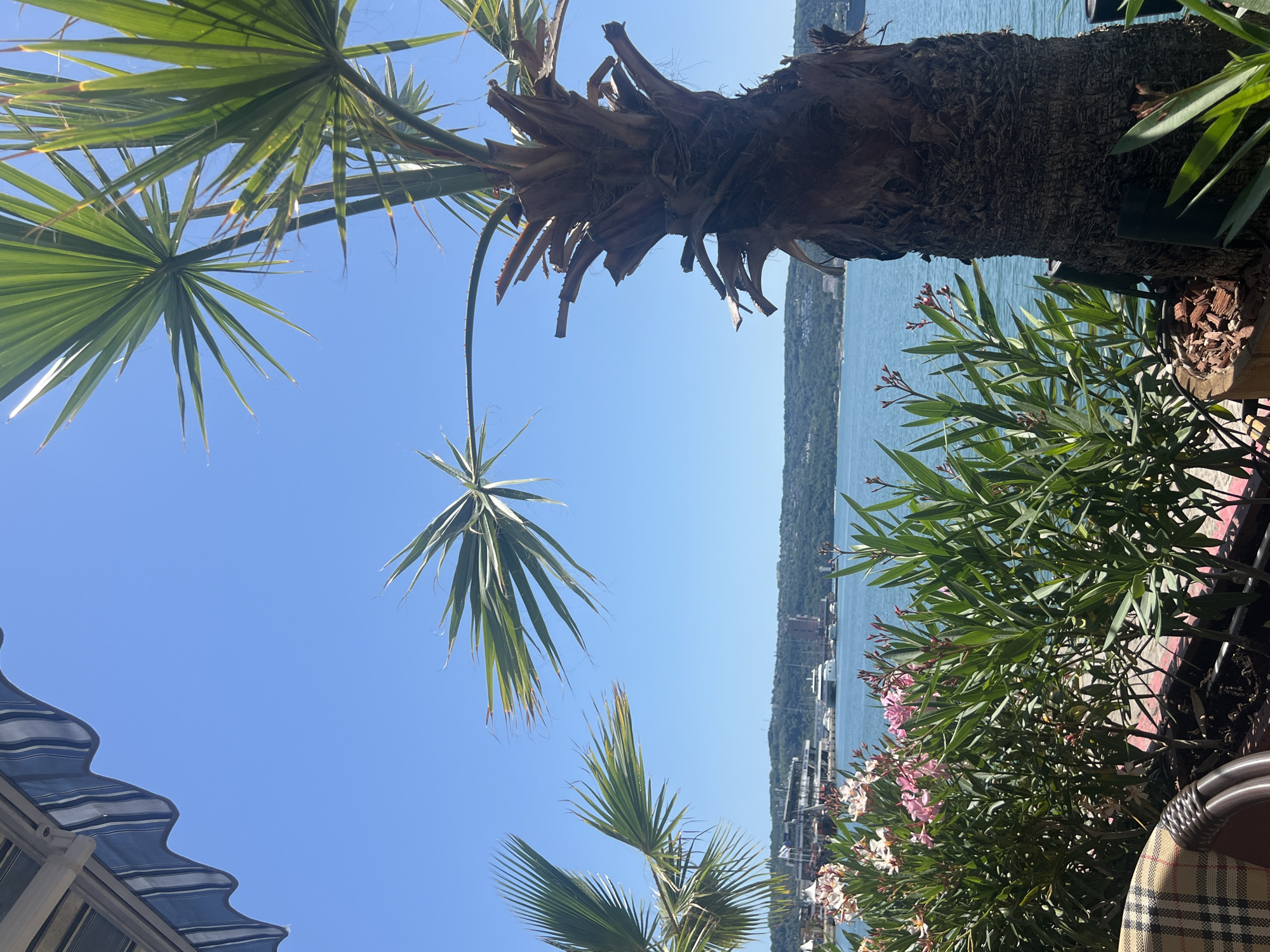 Sunny Black Sea waterfront in Varna, palms and blue skies