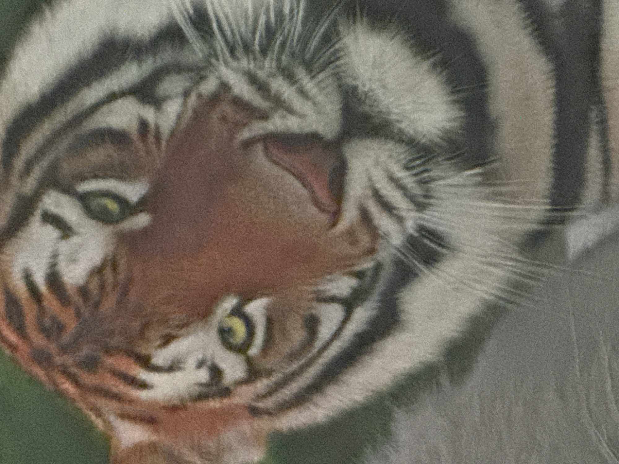 Tiger spotted in close-up view in Krasnoyarsk, Russia