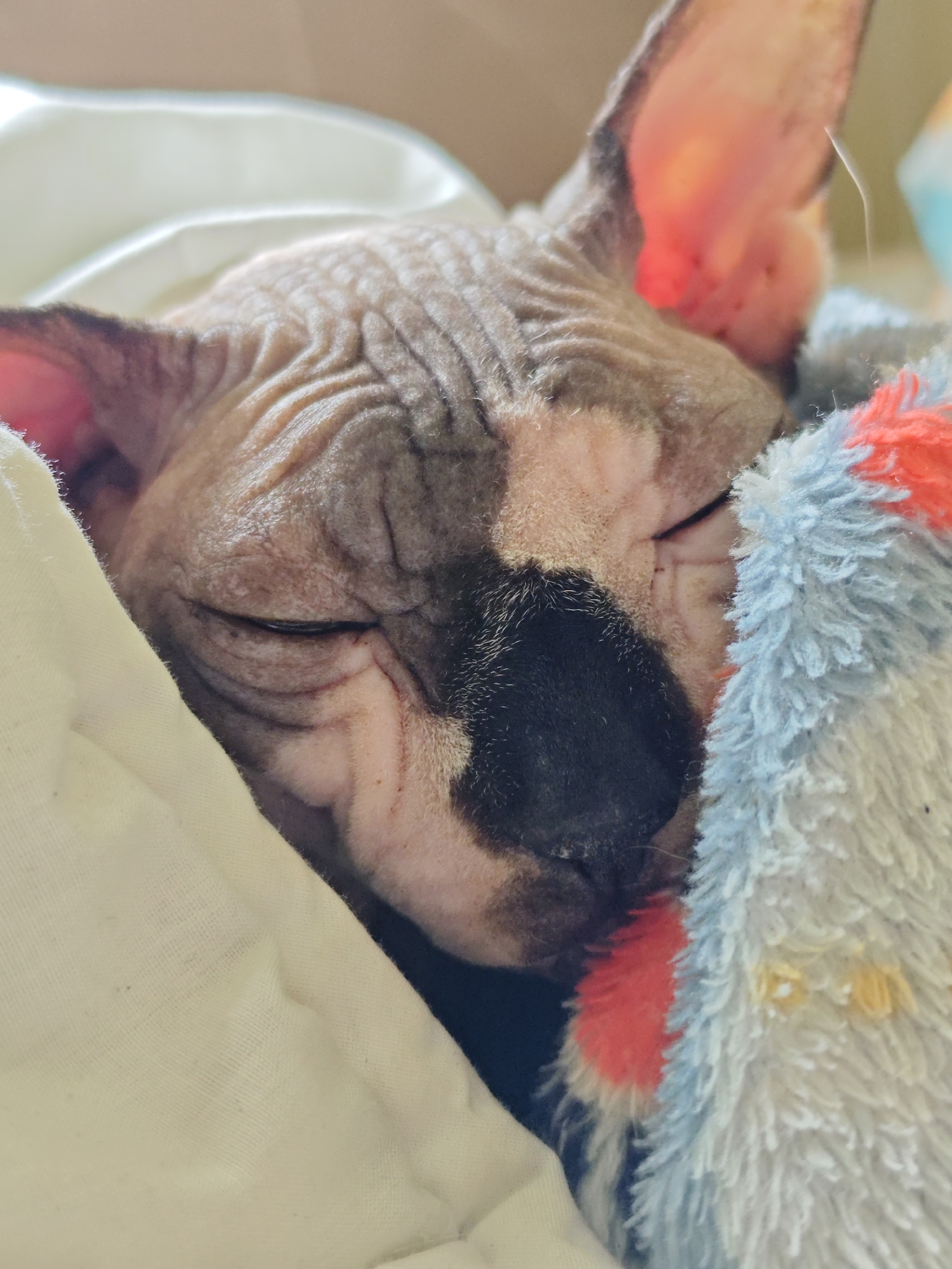 Sleeping Sphynx Cat Photographed Multiple Times in Pyatigorsk