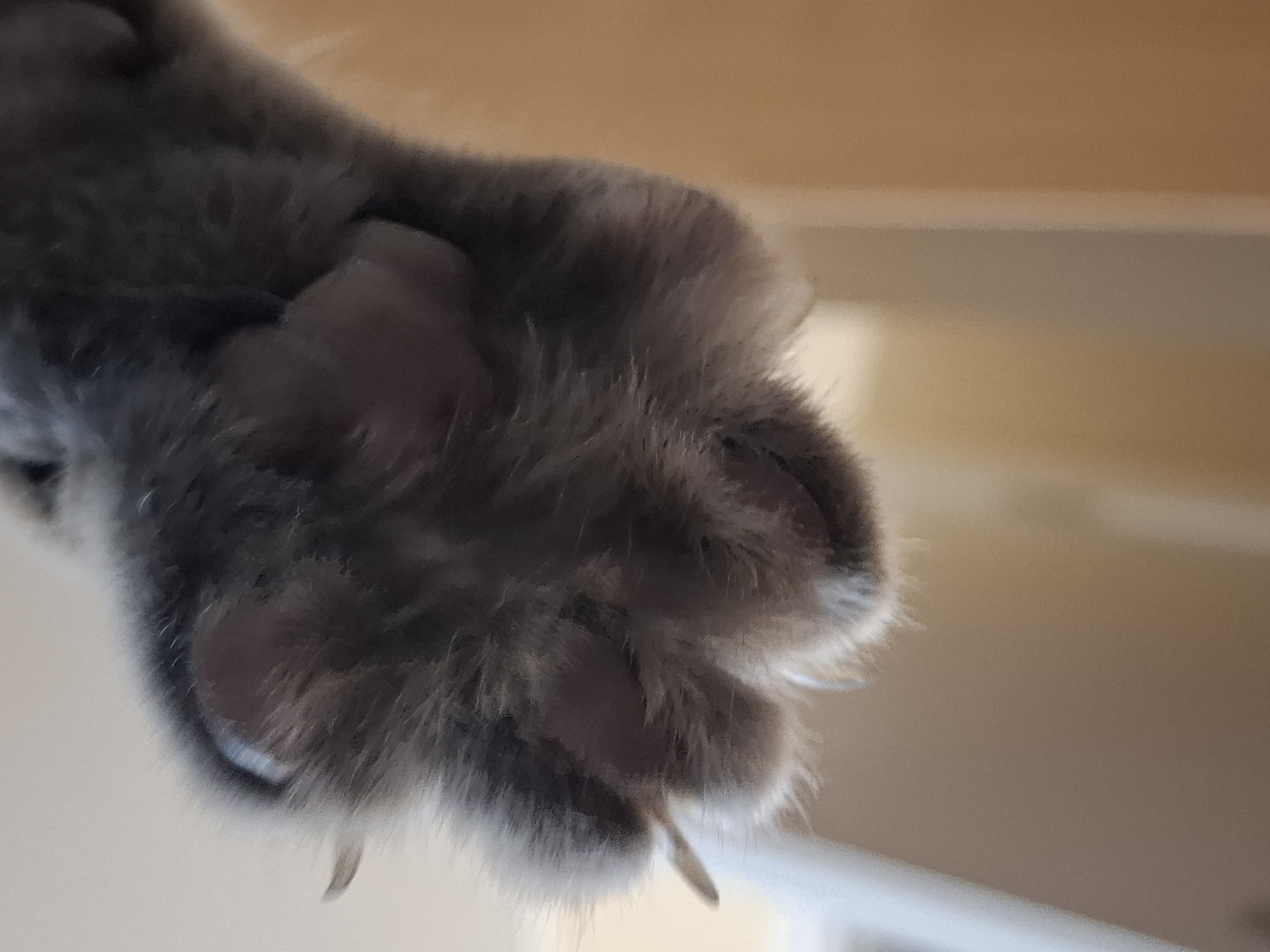 Gray tabby cat captured in playful indoor moments