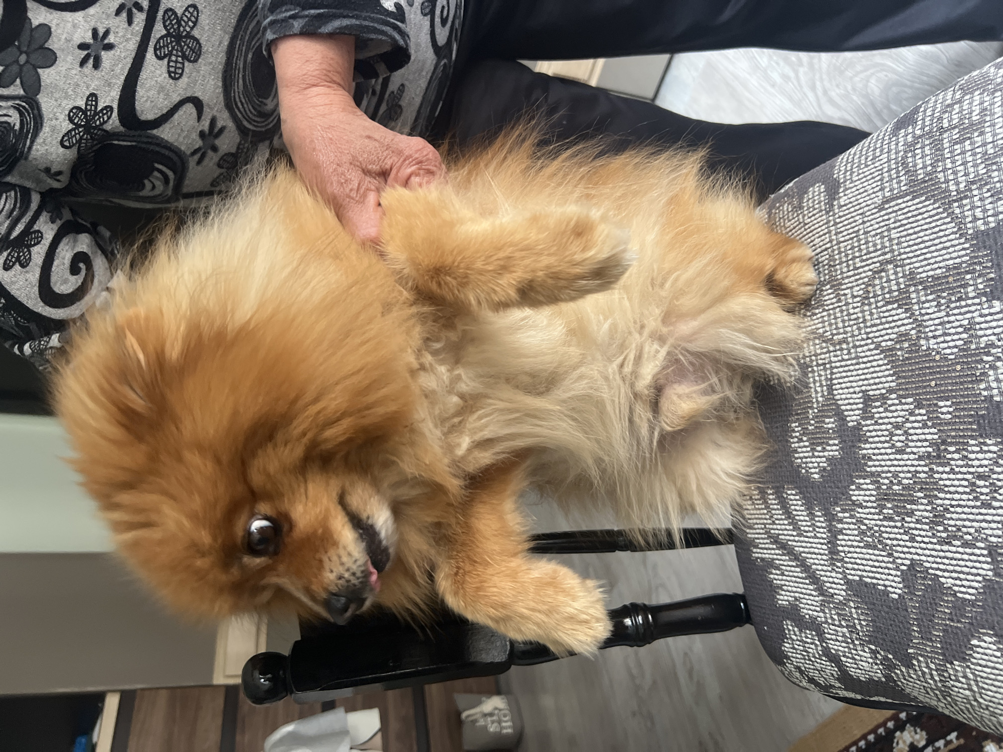 Pomeranian dog plays with owner in Asenovgrad home