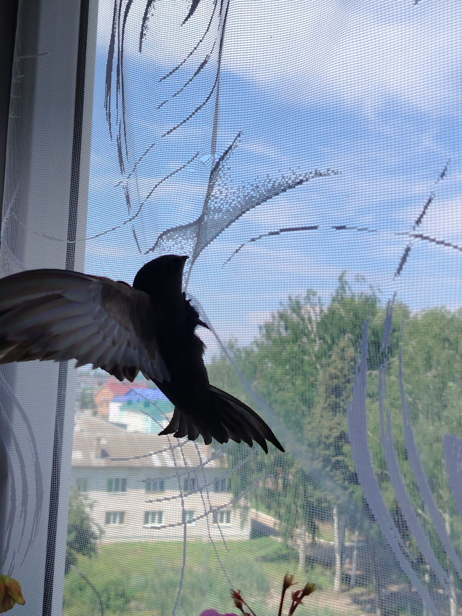 Cat and bird encounters inside and outside a Yanaul home