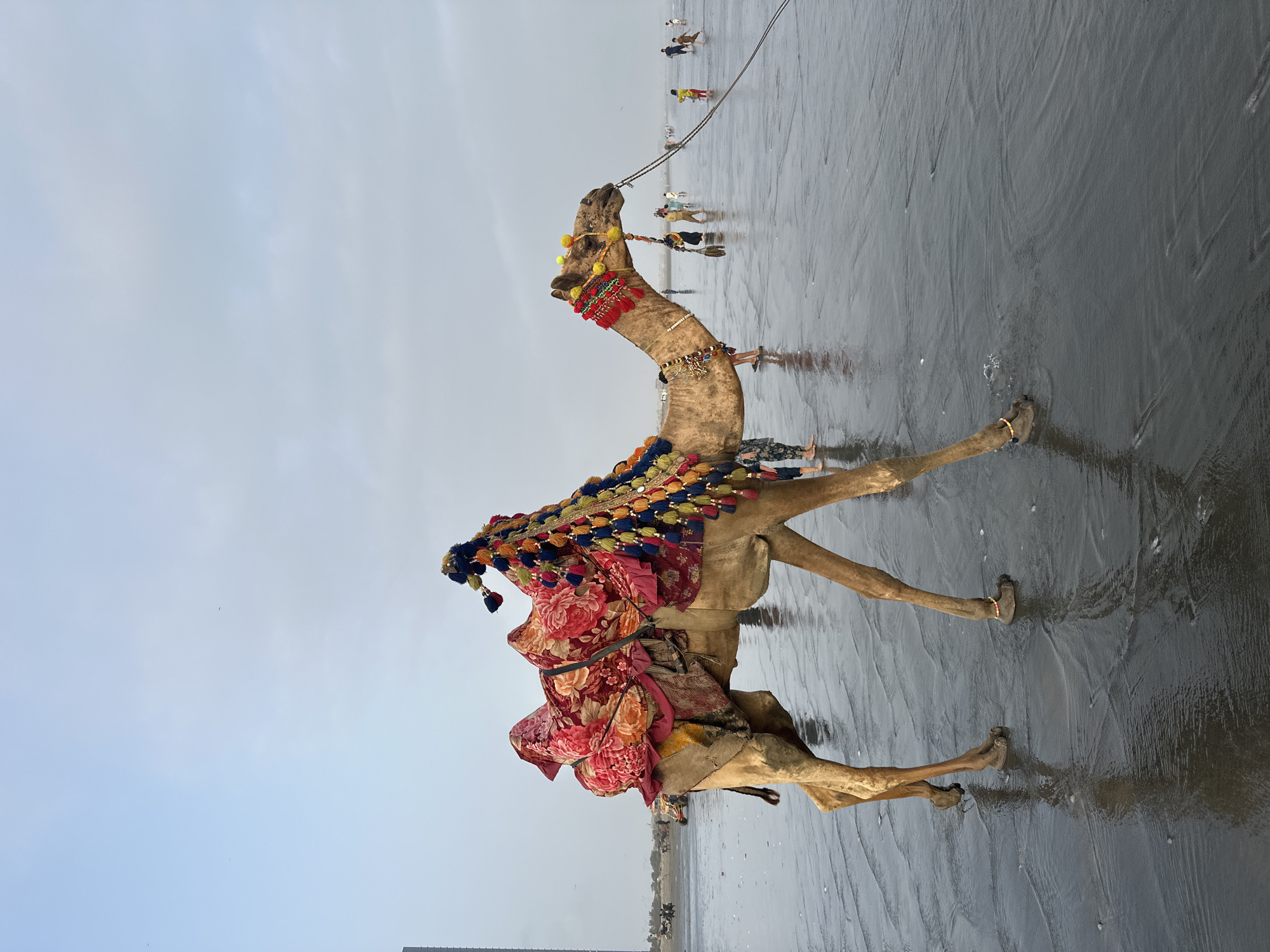 Decorated camels and a horse on Karachi's Sea View beach