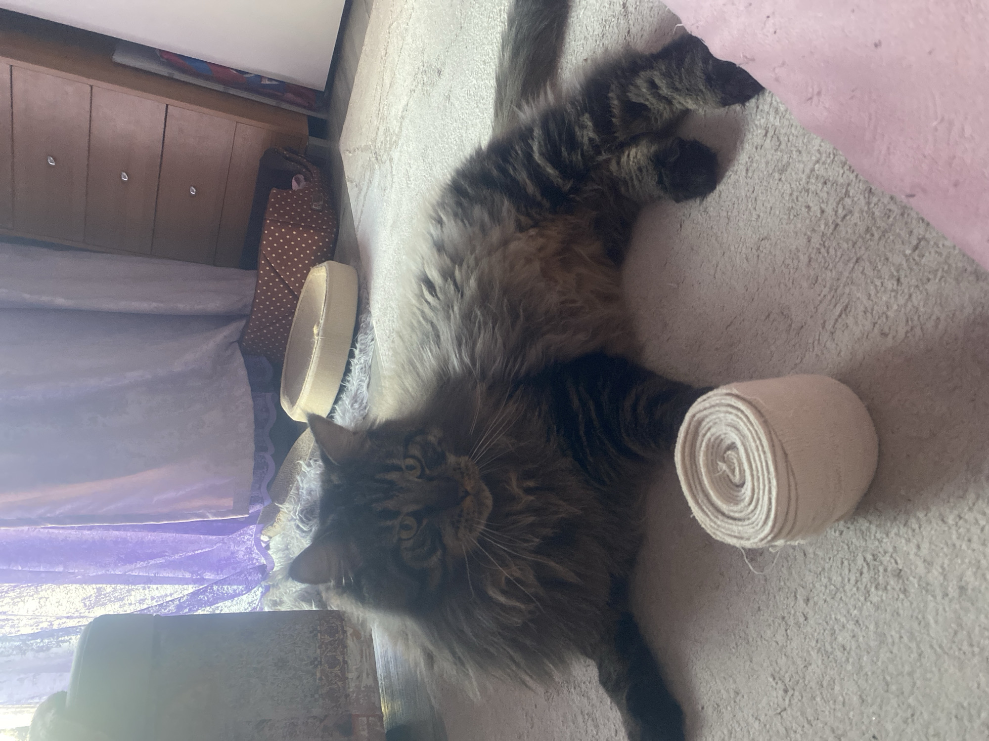 Tabby cat rests near medical bandage in Artyom home