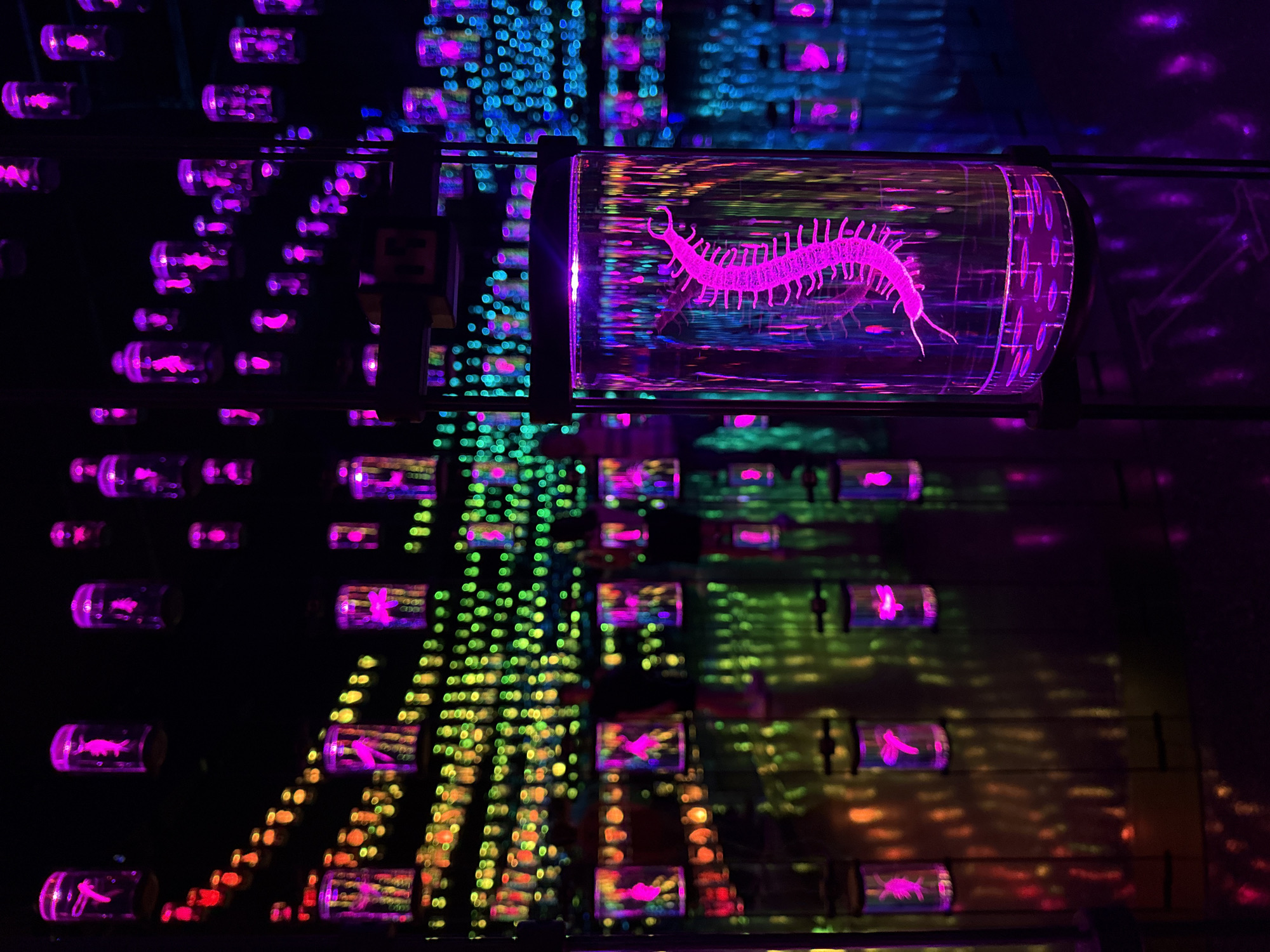 Art installation with glowing pink creature silhouettes spotted in Dubai