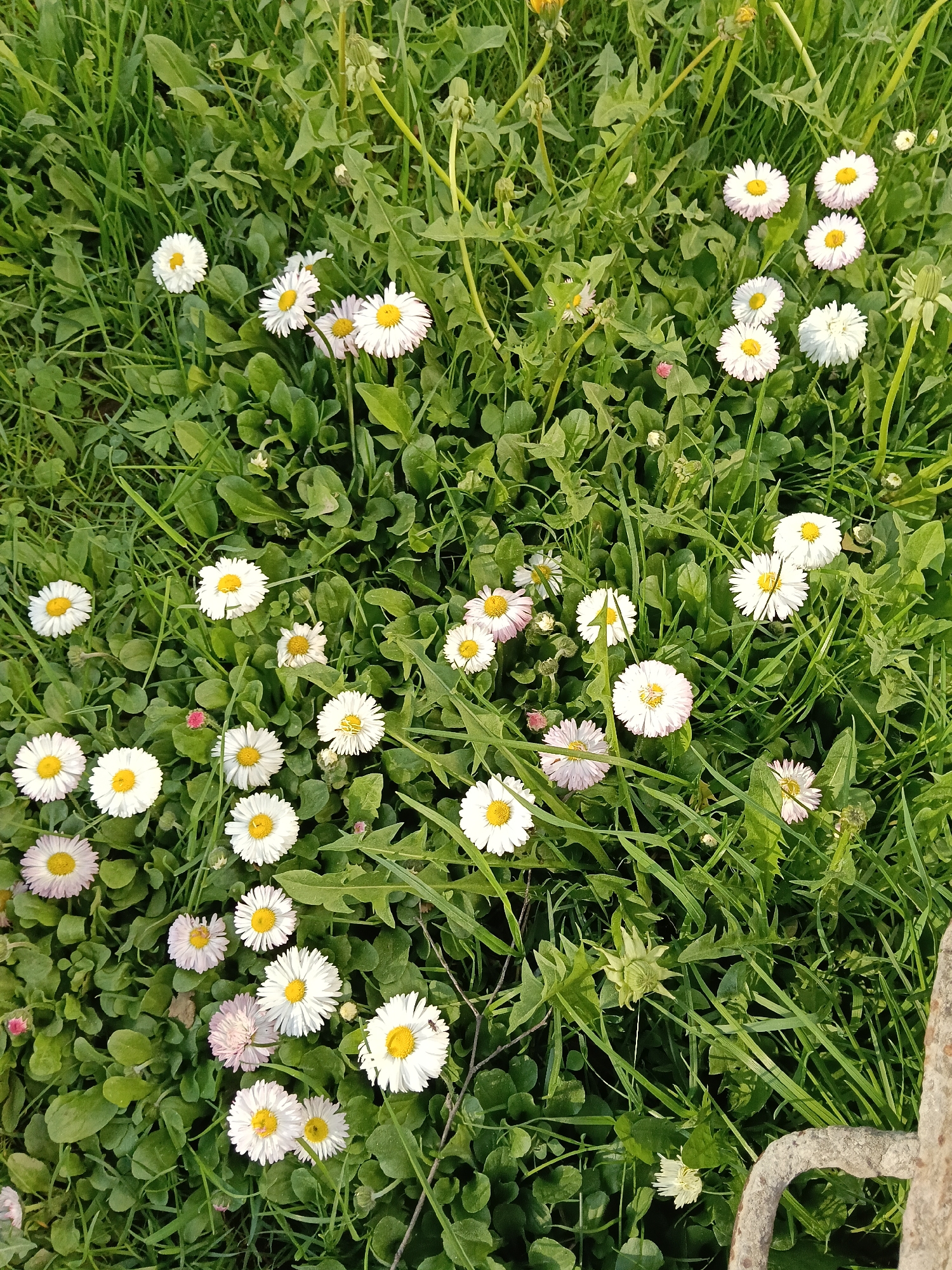 Spring Garden Documentation in Красный Маяк, Russia