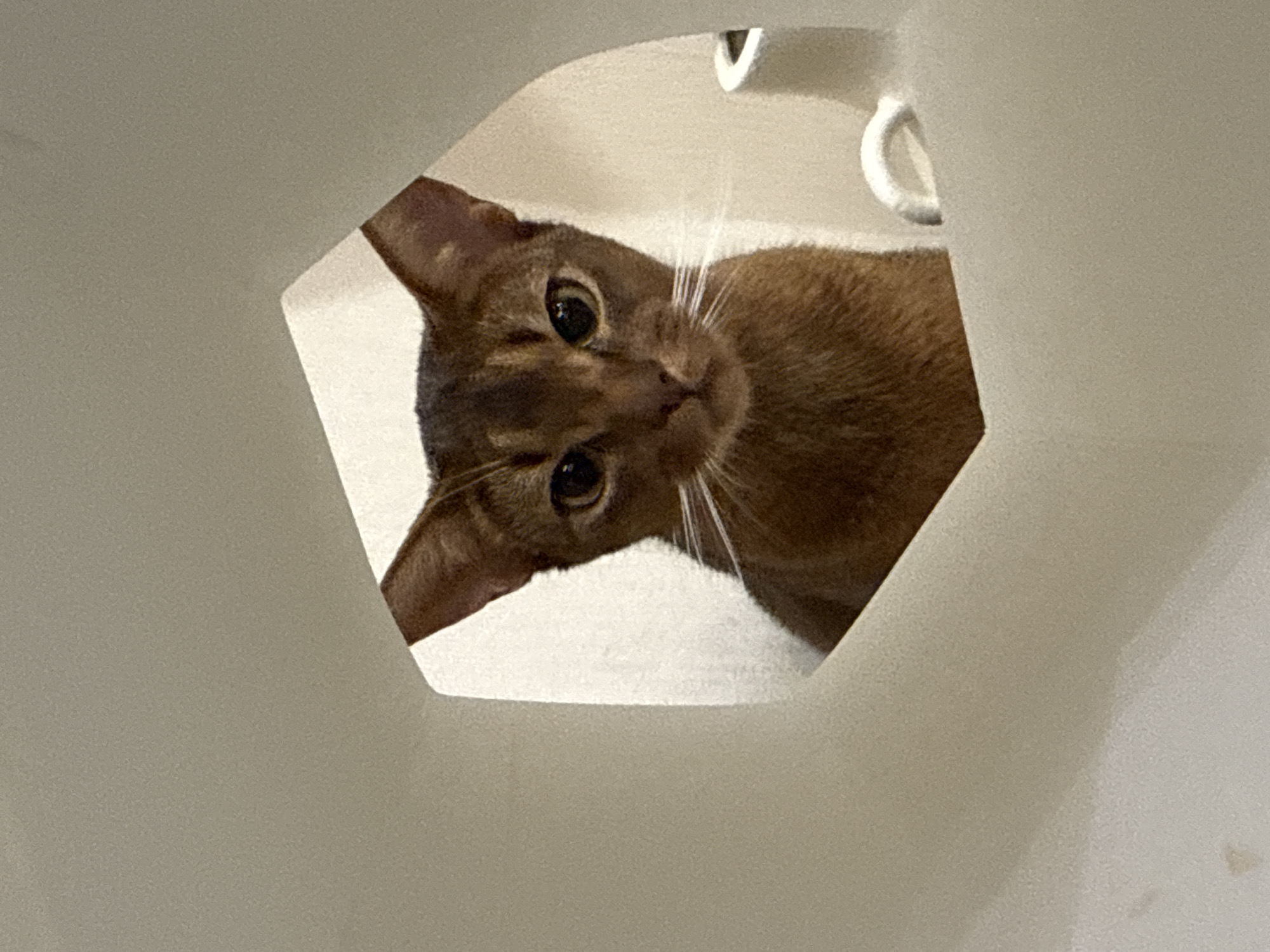 Vinnytsia evening: curious cats indoors, traffic at dusk outside