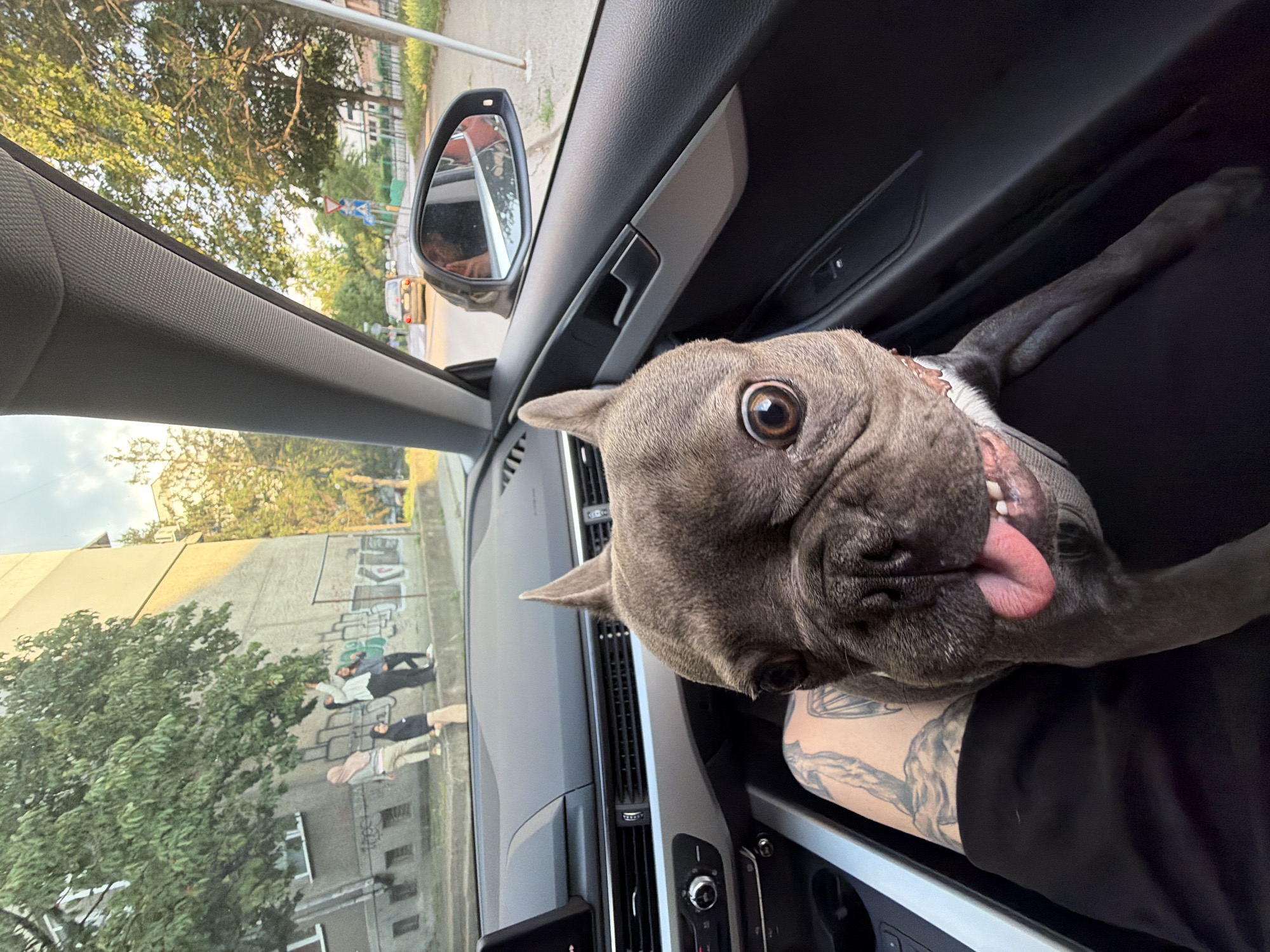 French Bulldog documented across multiple Ruse locations during afternoon outing