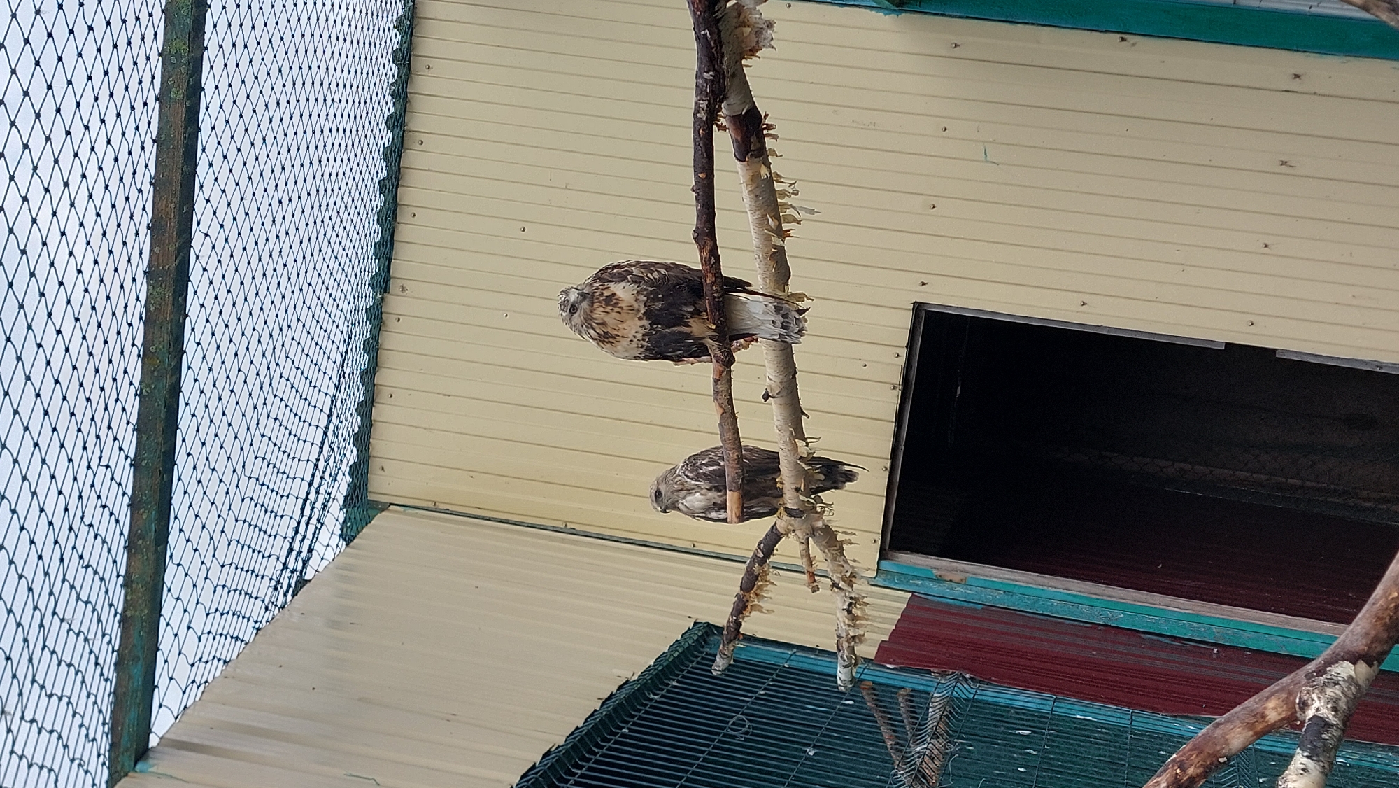 Zoo walkthrough covers raptors, a monkey, and a crocodile