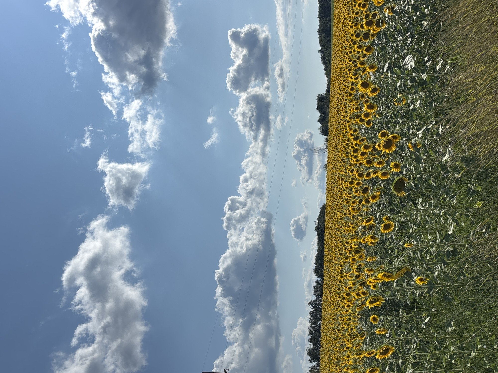 Sunflowers in full bloom across a Serbian field