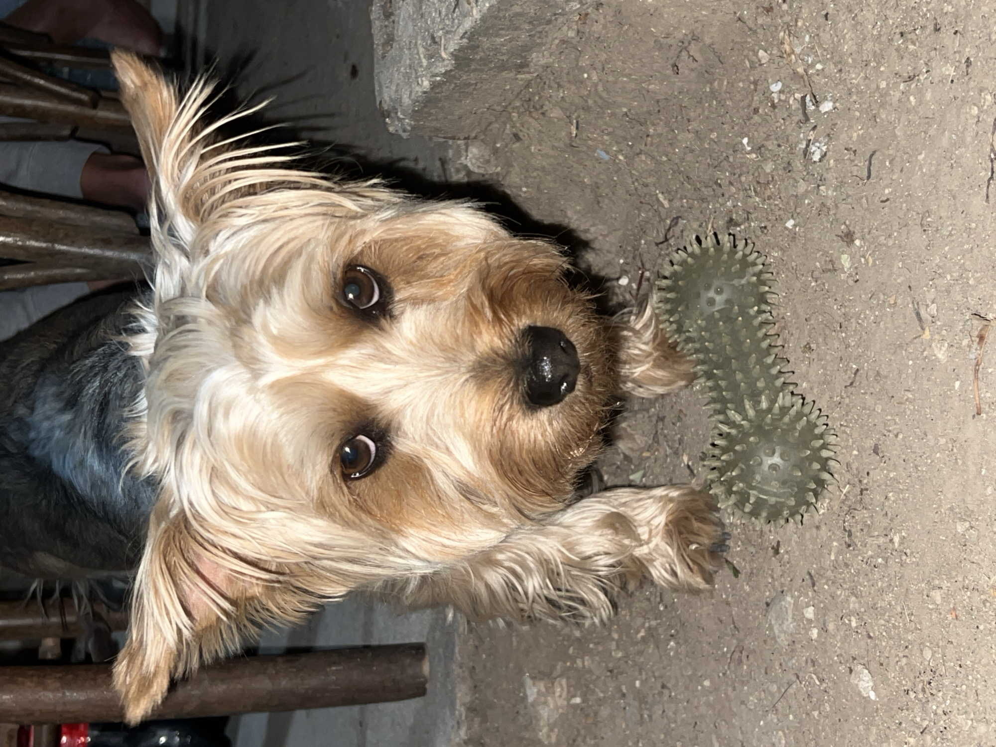 Evening in a Bulgarian village garden with a Yorkie and flowers