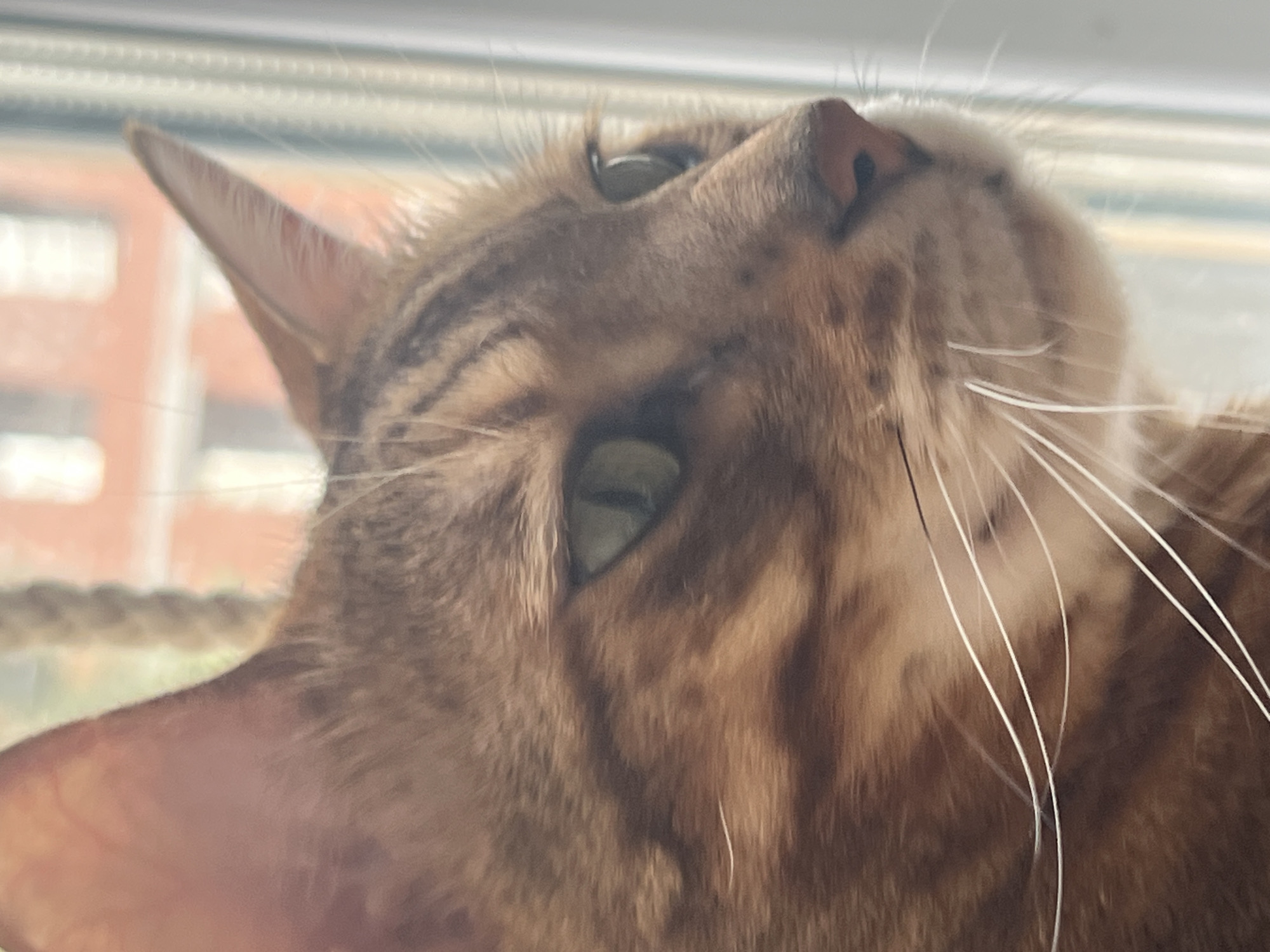 Bengal cat resting and alert on a yellow surface, Yekaterinburg