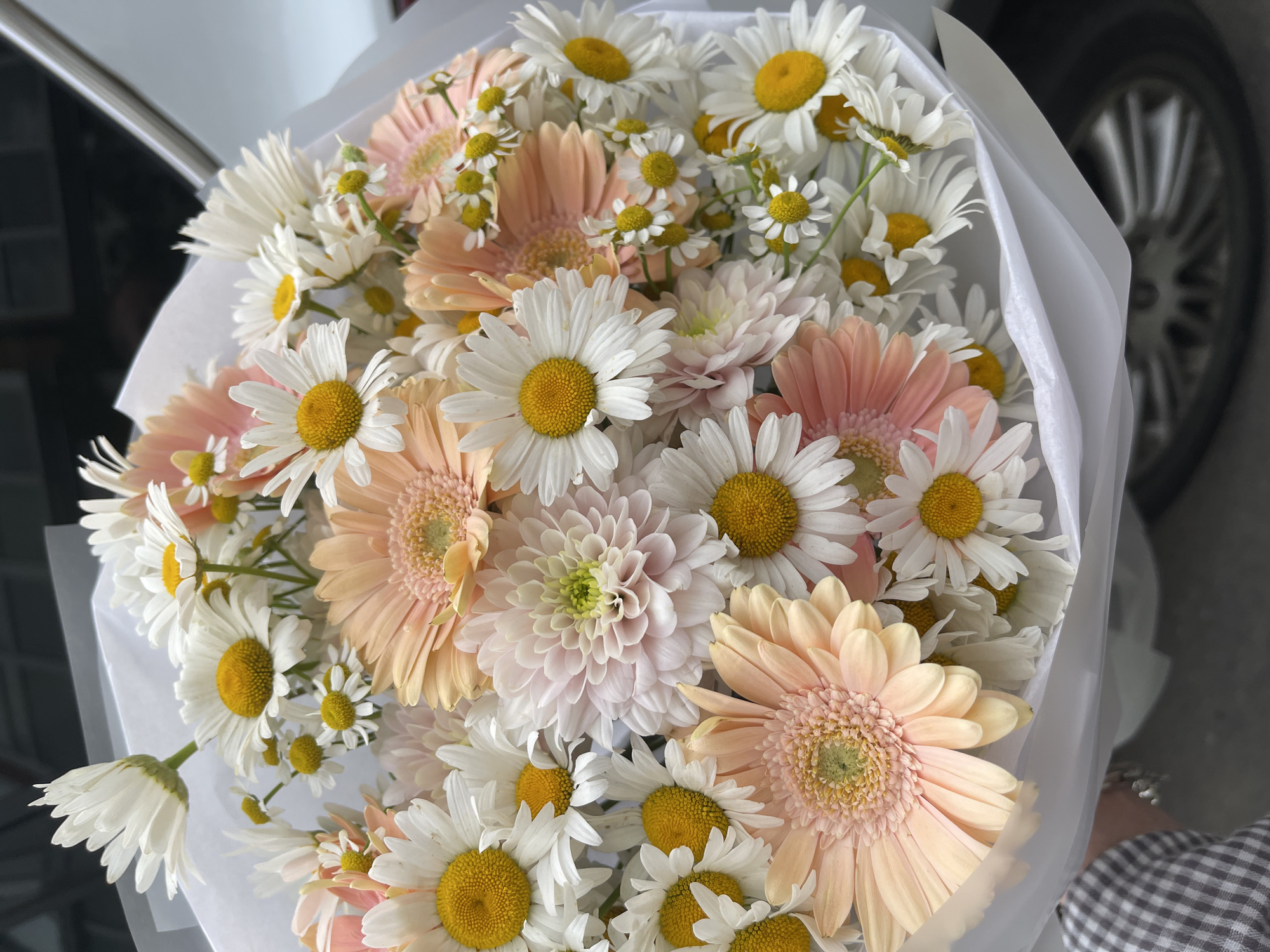 Lazy afternoon with a fluffy dog, flowers, and a busy bumblebee